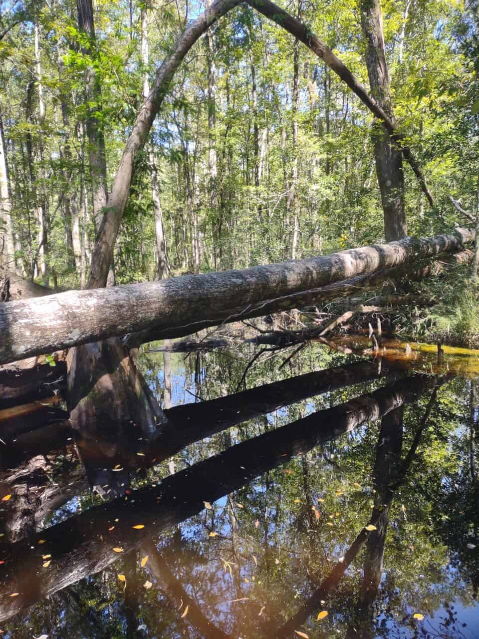143-acre tract, positioned at the headwaters of the Ashepoo River