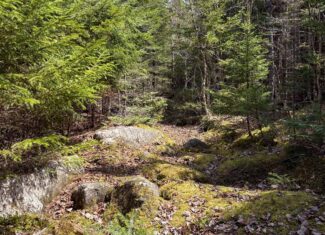 20 Acre Parcel with Brook Frontage – Oakfield, Maine
