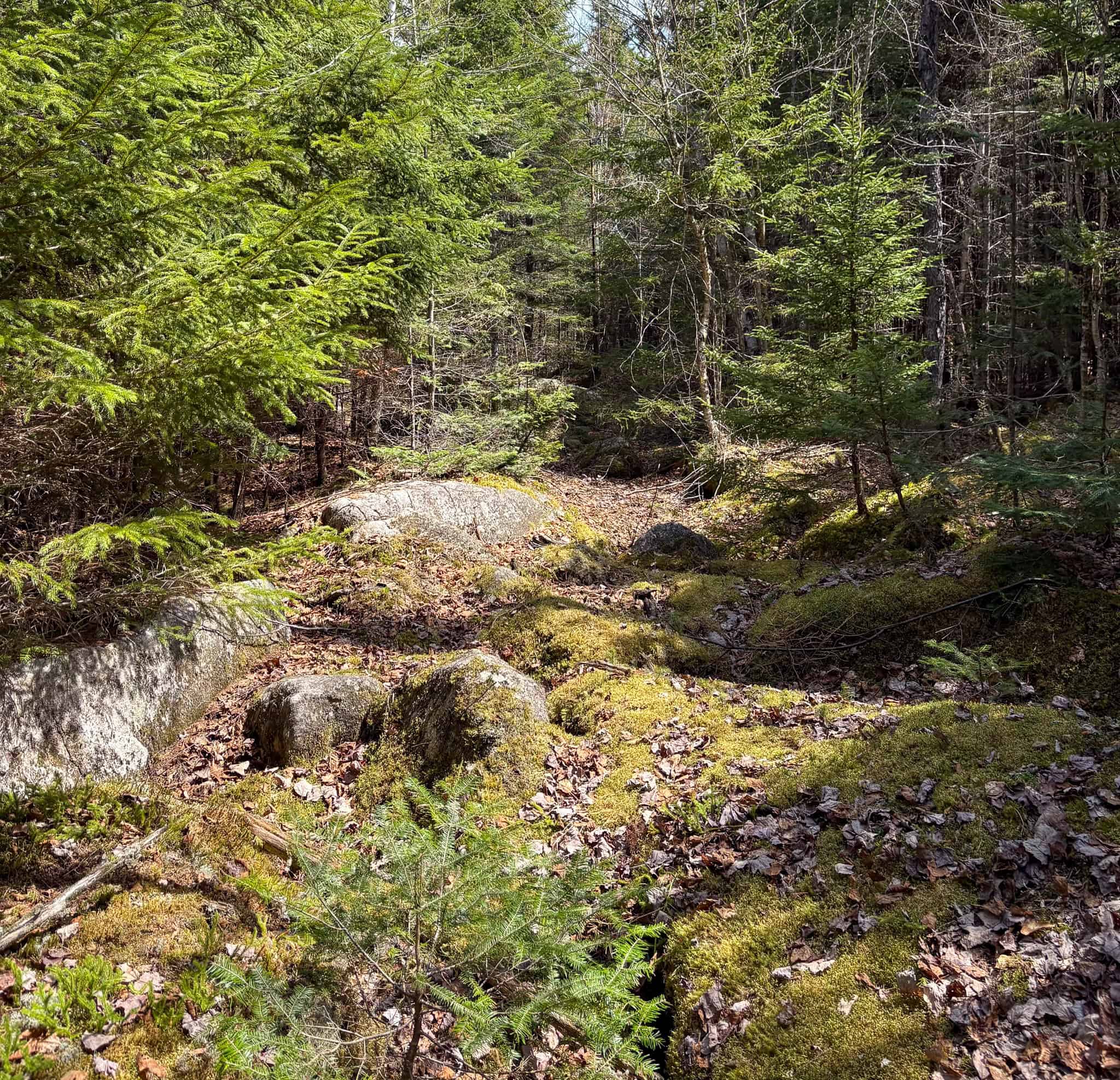 20 Acre Parcel with Brook Frontage – Oakfield, Maine