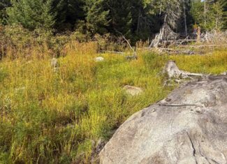 20 Acre Parcel with Brook Frontage – Oakfield, Maine