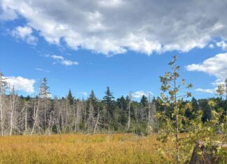 20 Acre Parcel with Brook Frontage – Oakfield, Maine