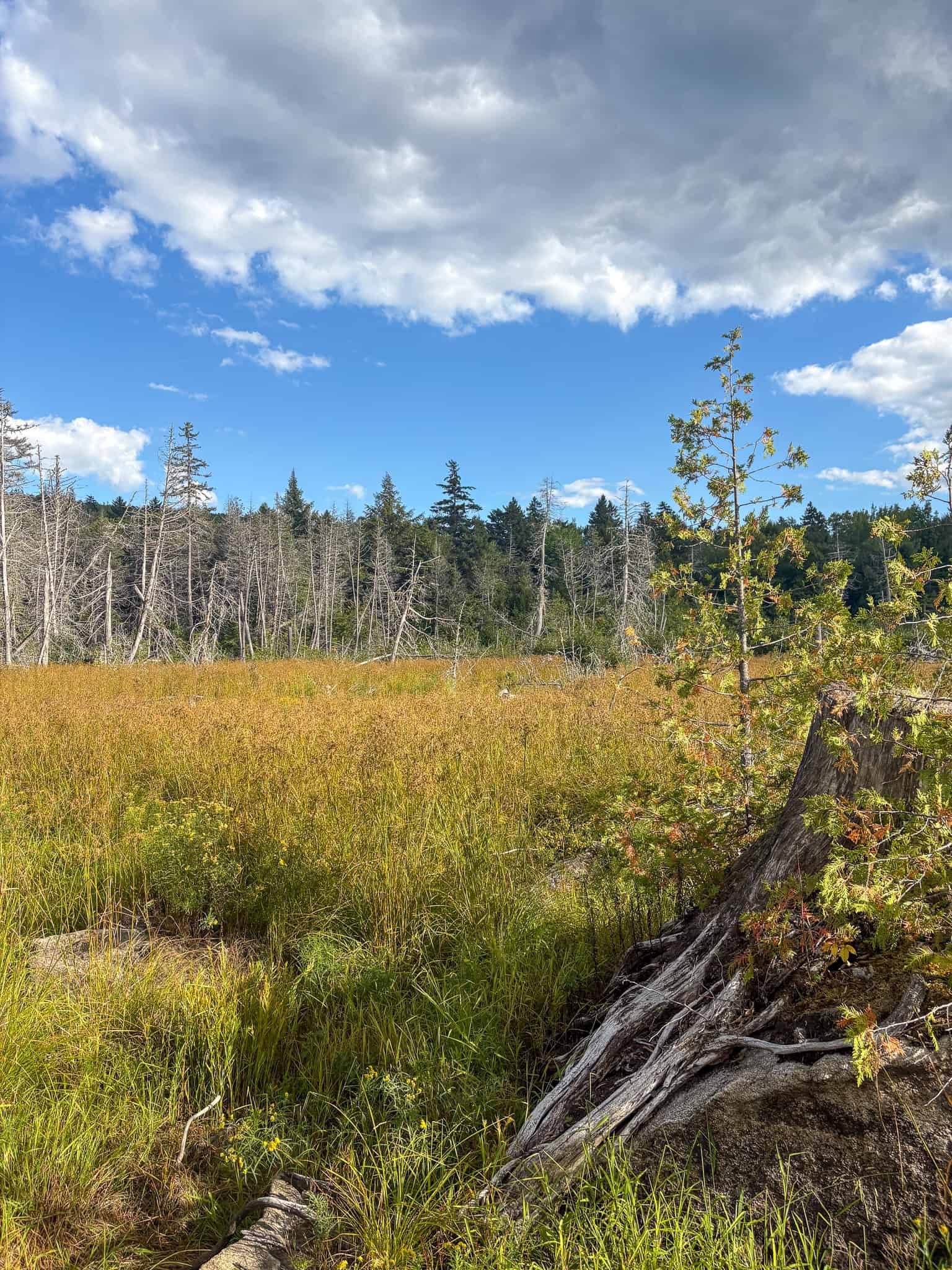 20 Acre Parcel with Brook Frontage – Oakfield, Maine