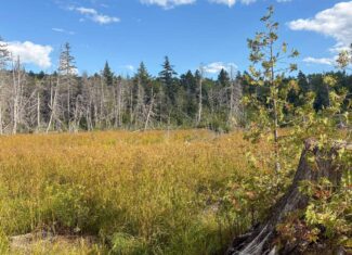 20 Acre Parcel with Brook Frontage – Oakfield, Maine