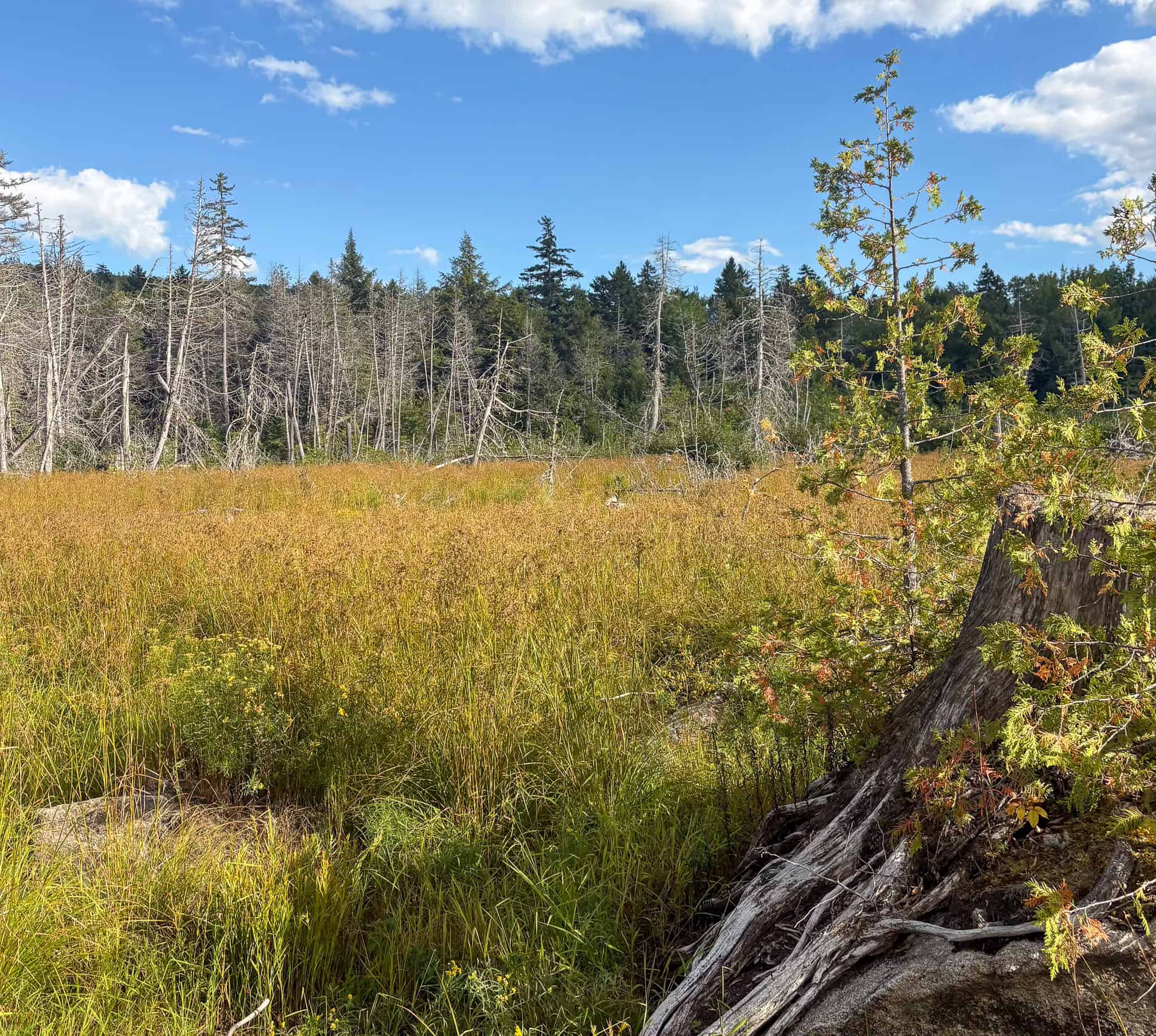 20 Acre Parcel with Brook Frontage – Oakfield, Maine