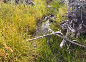20 Acre Parcel with Brook Frontage – Oakfield, Maine