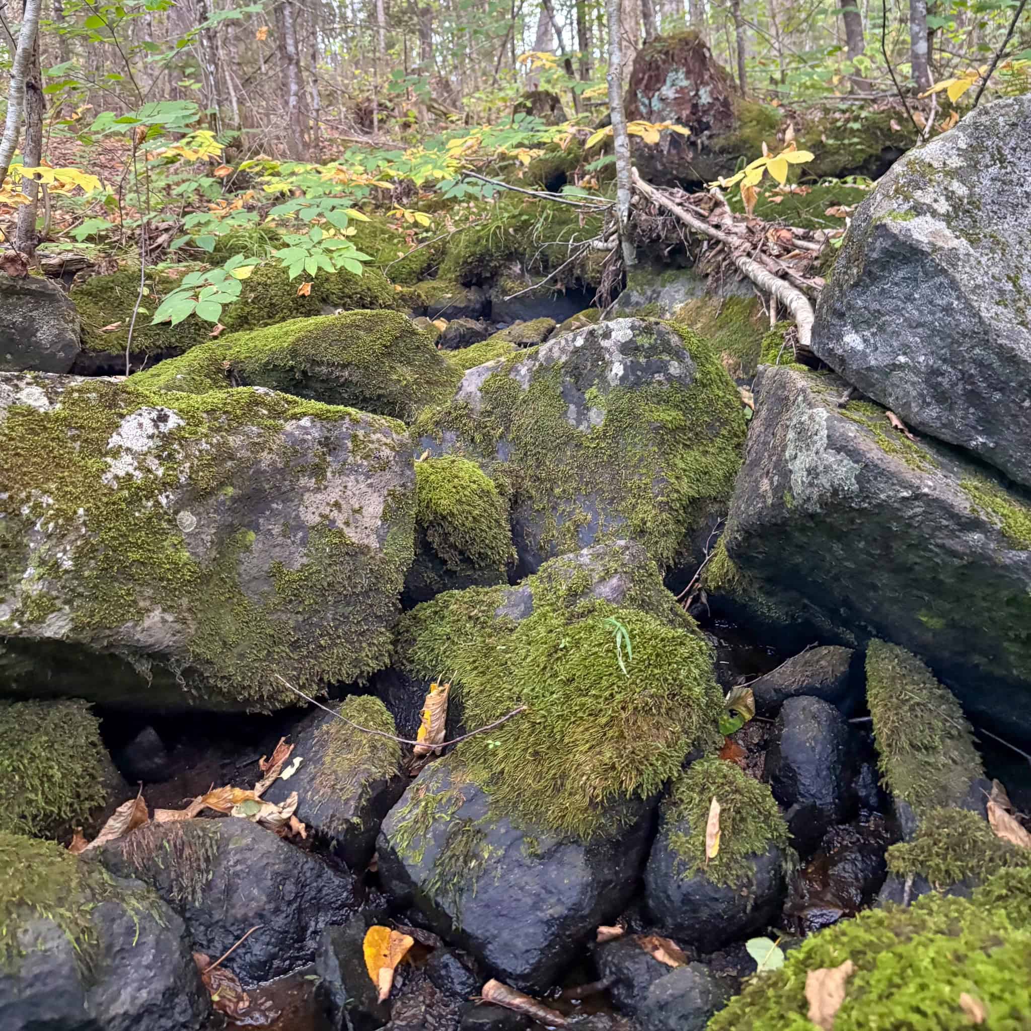 20 Acre Parcel with Brook Frontage – Oakfield, Maine