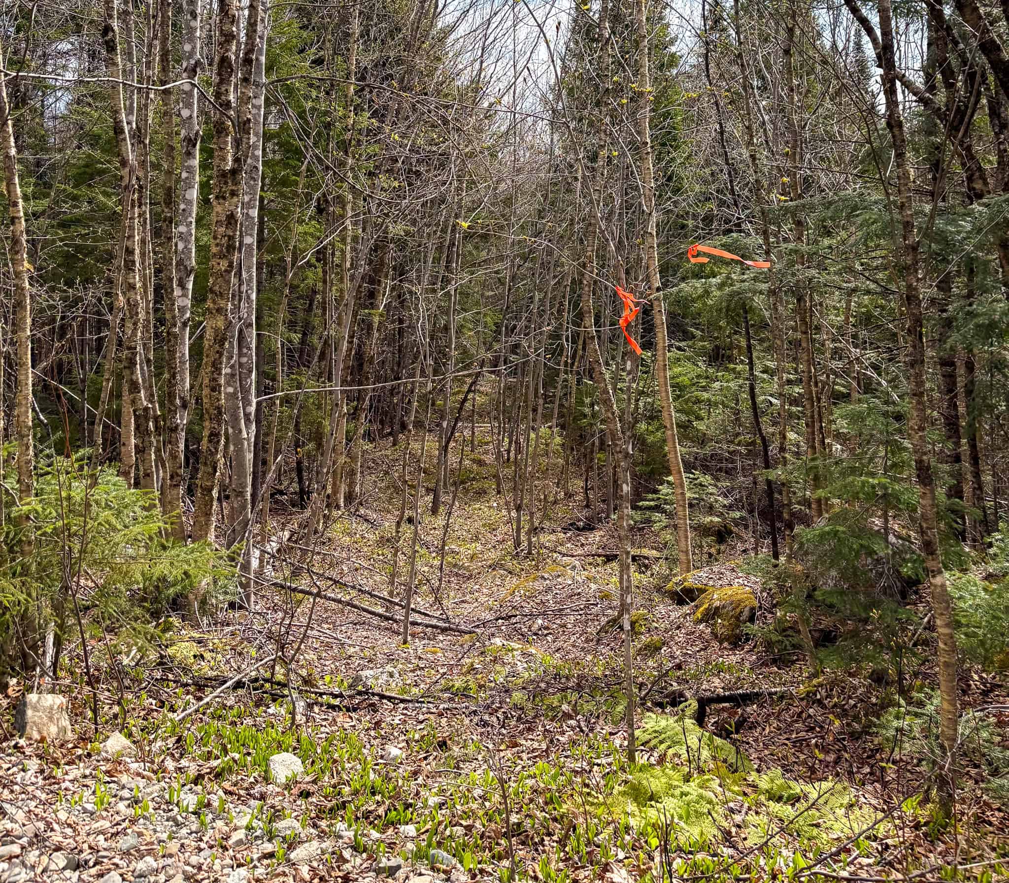 20 Acre Parcel with Brook Frontage – Oakfield, Maine