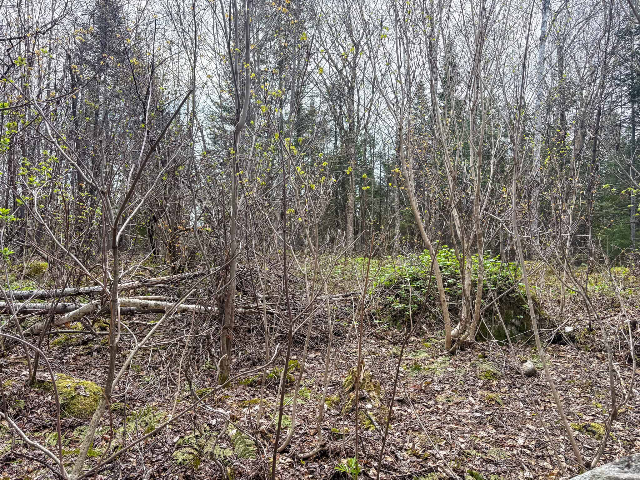 20 Acre Parcel with Brook Frontage – Oakfield, Maine