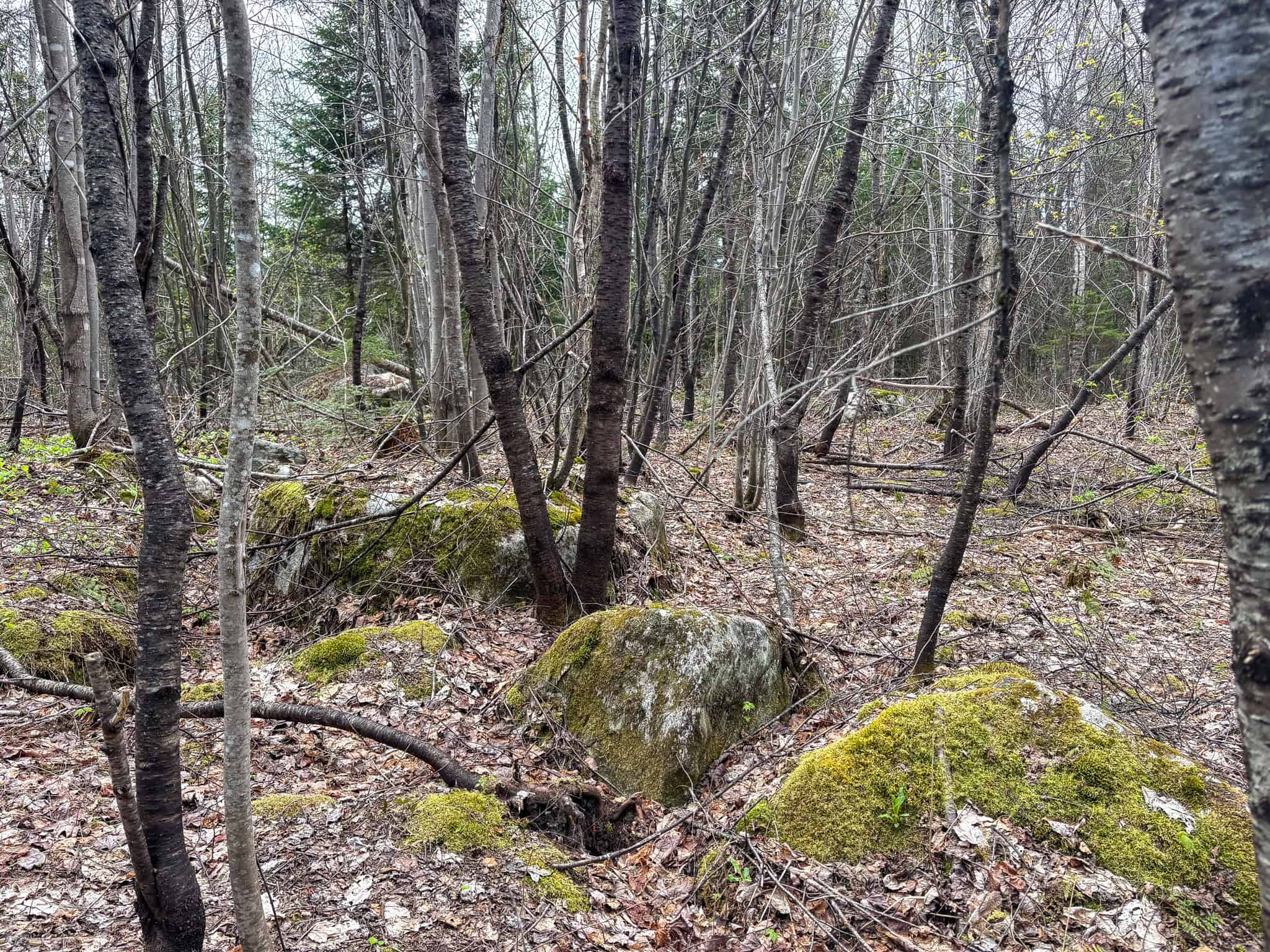 20 Acre Parcel with Brook Frontage – Oakfield, Maine