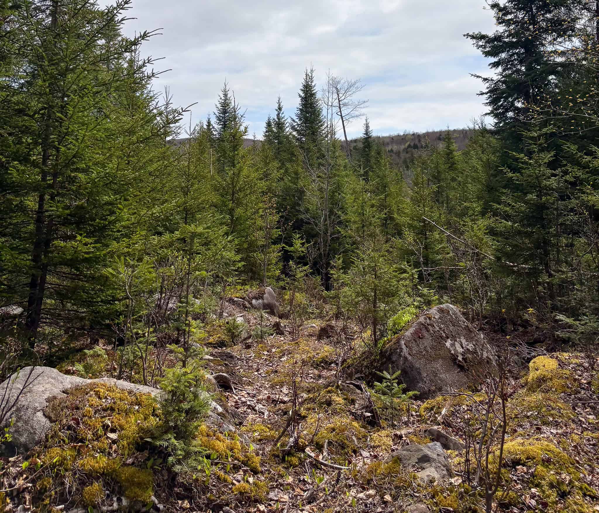 20 Acre Parcel with Brook Frontage – Oakfield, Maine