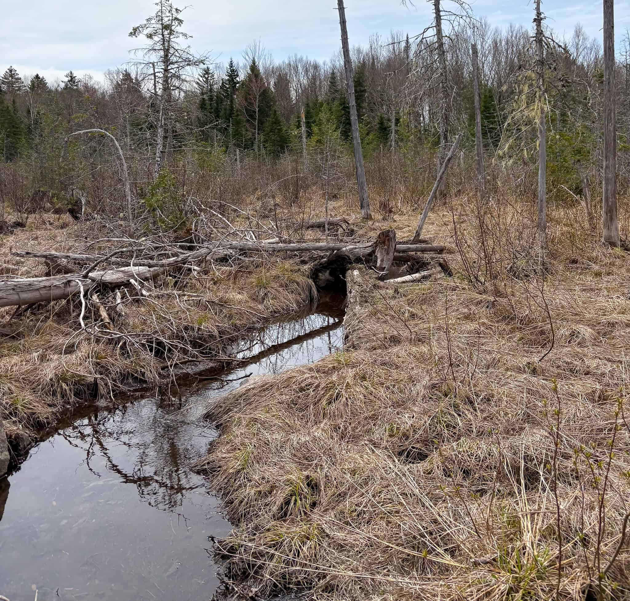 20 Acre Parcel with Brook Frontage – Oakfield, Maine