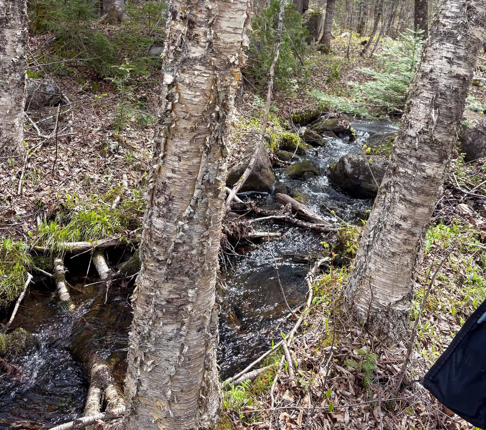 20 Acre Parcel with Brook Frontage – Oakfield, Maine