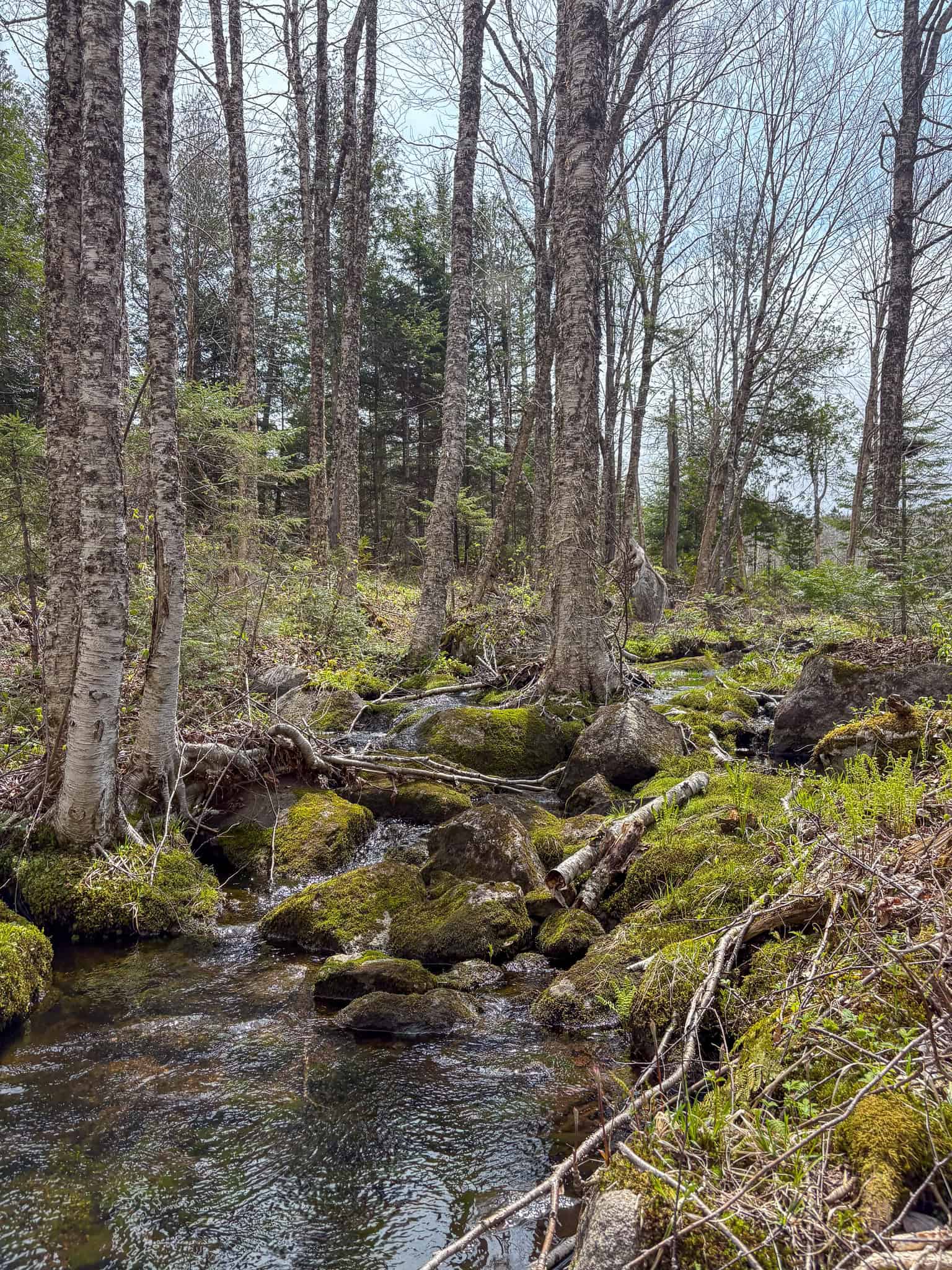20 Acre Parcel with Brook Frontage – Oakfield, Maine