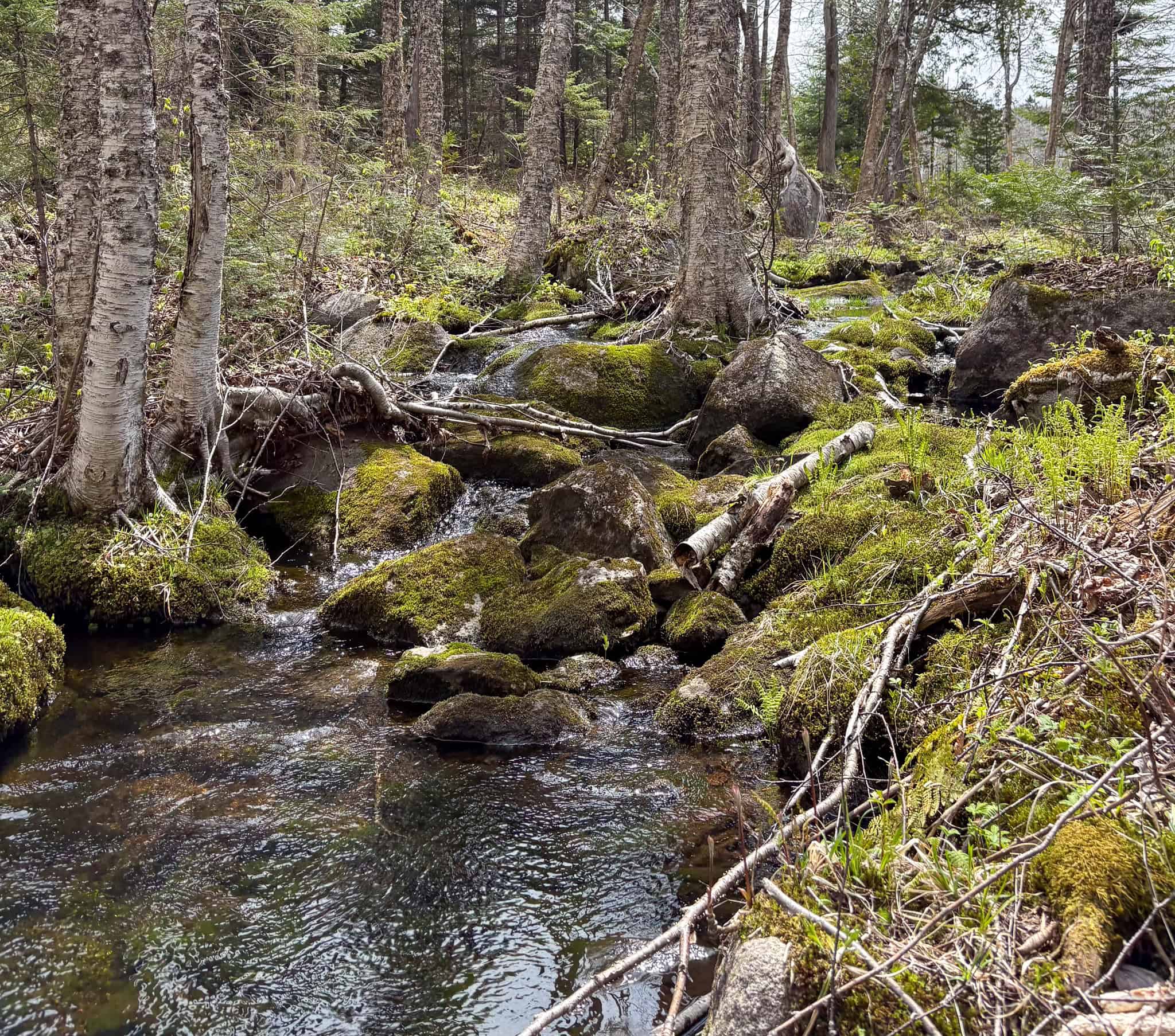 20 Acre Parcel with Brook Frontage – Oakfield, Maine