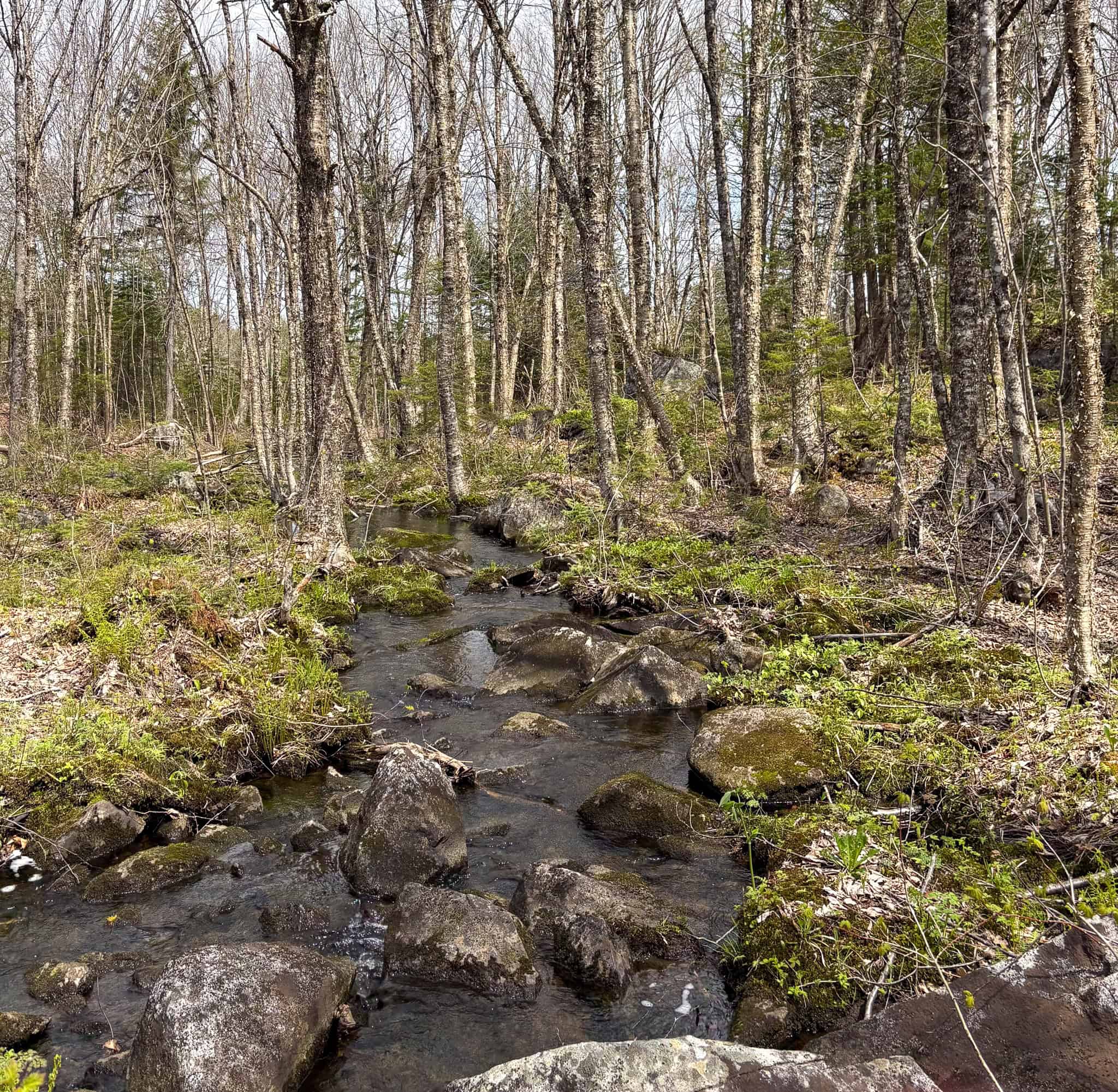 20 Acre Parcel with Brook Frontage – Oakfield, Maine