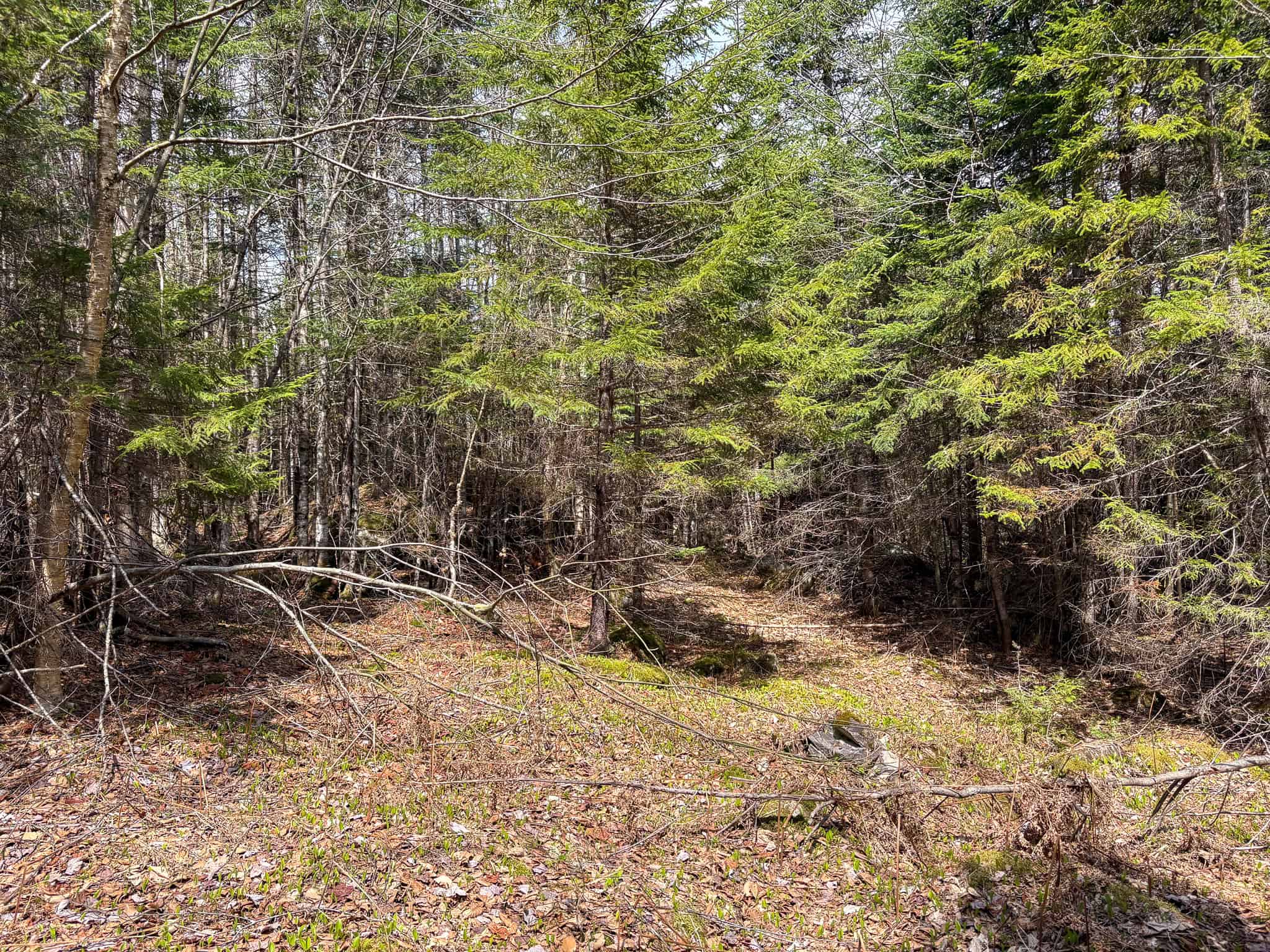 20 Acre Parcel with Brook Frontage – Oakfield, Maine