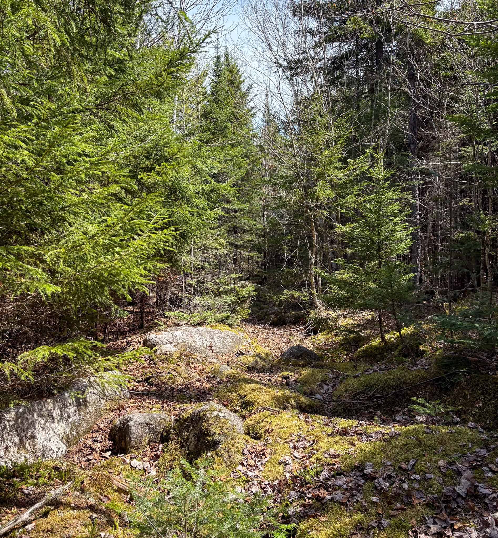 20 Acre Parcel with Brook Frontage – Oakfield, Maine