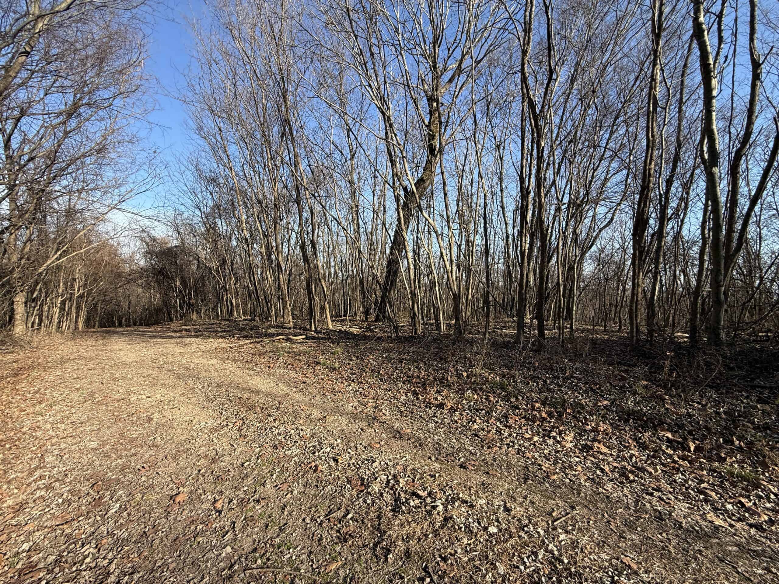 FOREST LAND AND OFF GRID CABIN FOR SALE IN OZARK MOUNTAINS