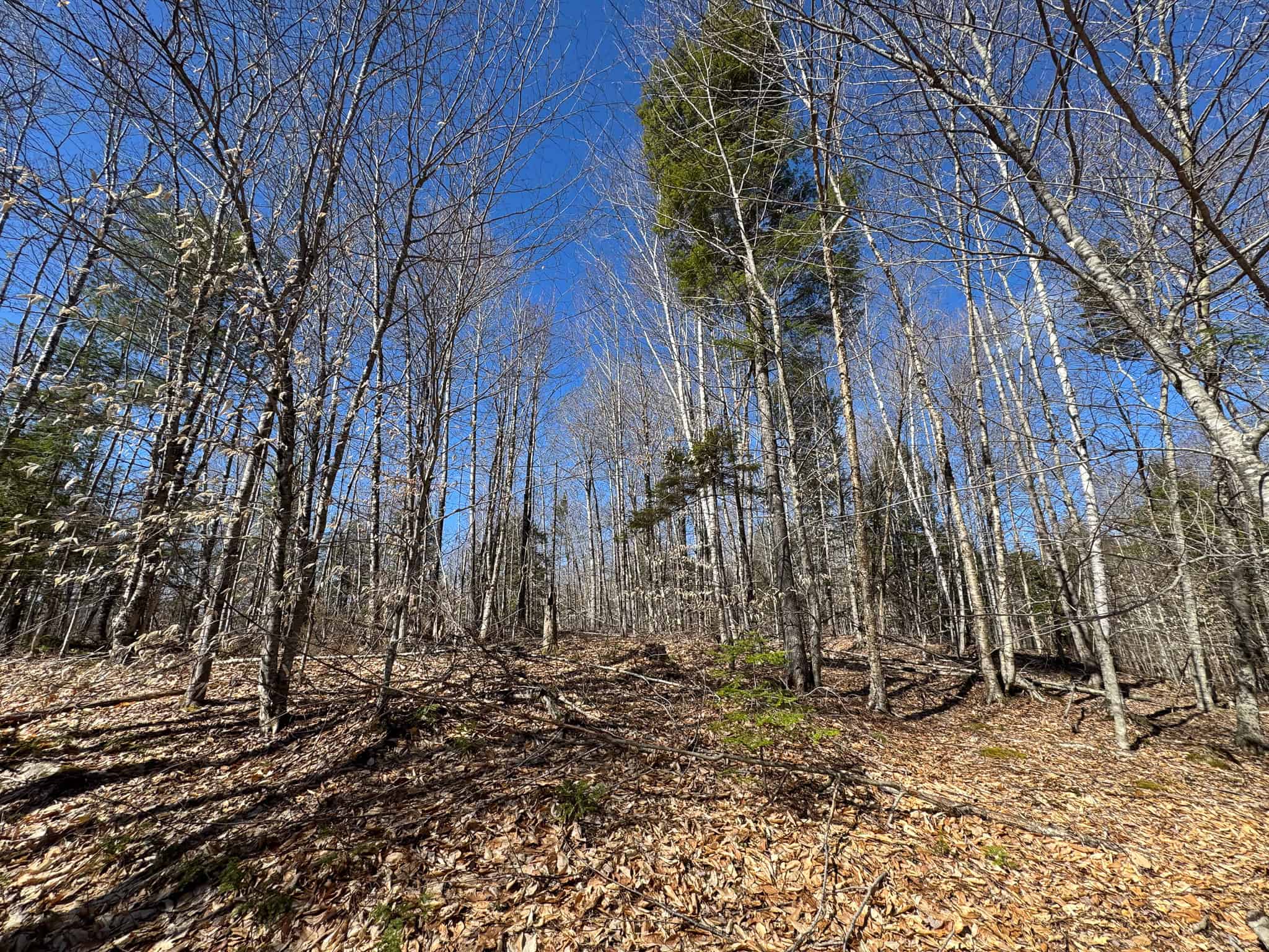 Western Maine Land for Sale – Near Sugarloaf & Outdoor Recreation