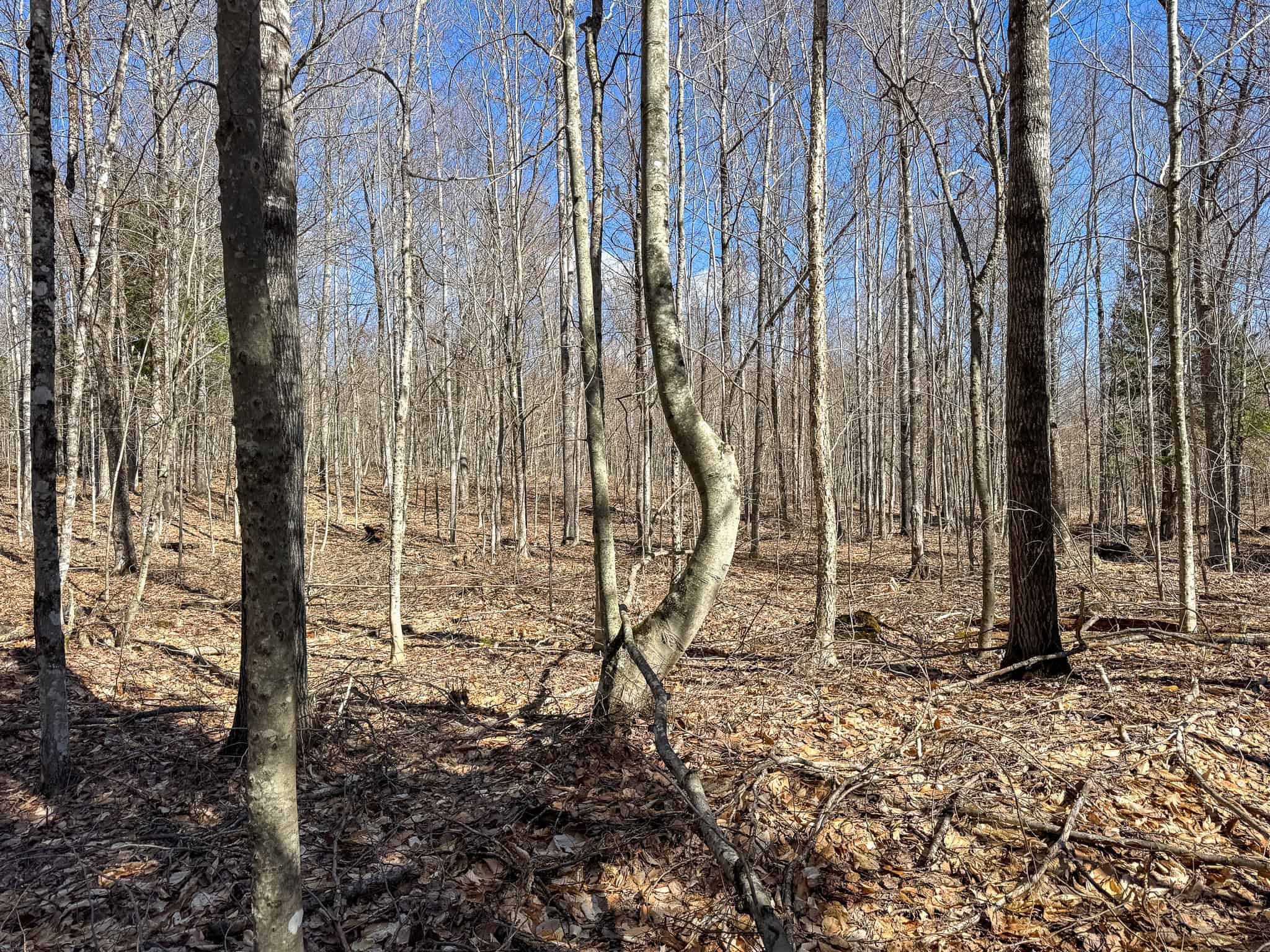 Western Maine Land for Sale – Near Sugarloaf & Outdoor Recreation