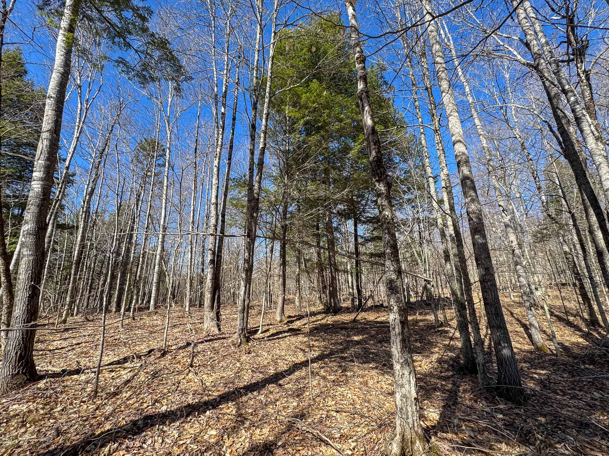 Western Maine Land for Sale – Near Sugarloaf & Outdoor Recreation