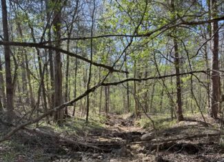 HUNTING AND RECREATIONAL LAND FOR SALE IN NORTH CENTRAL ARKANSAS