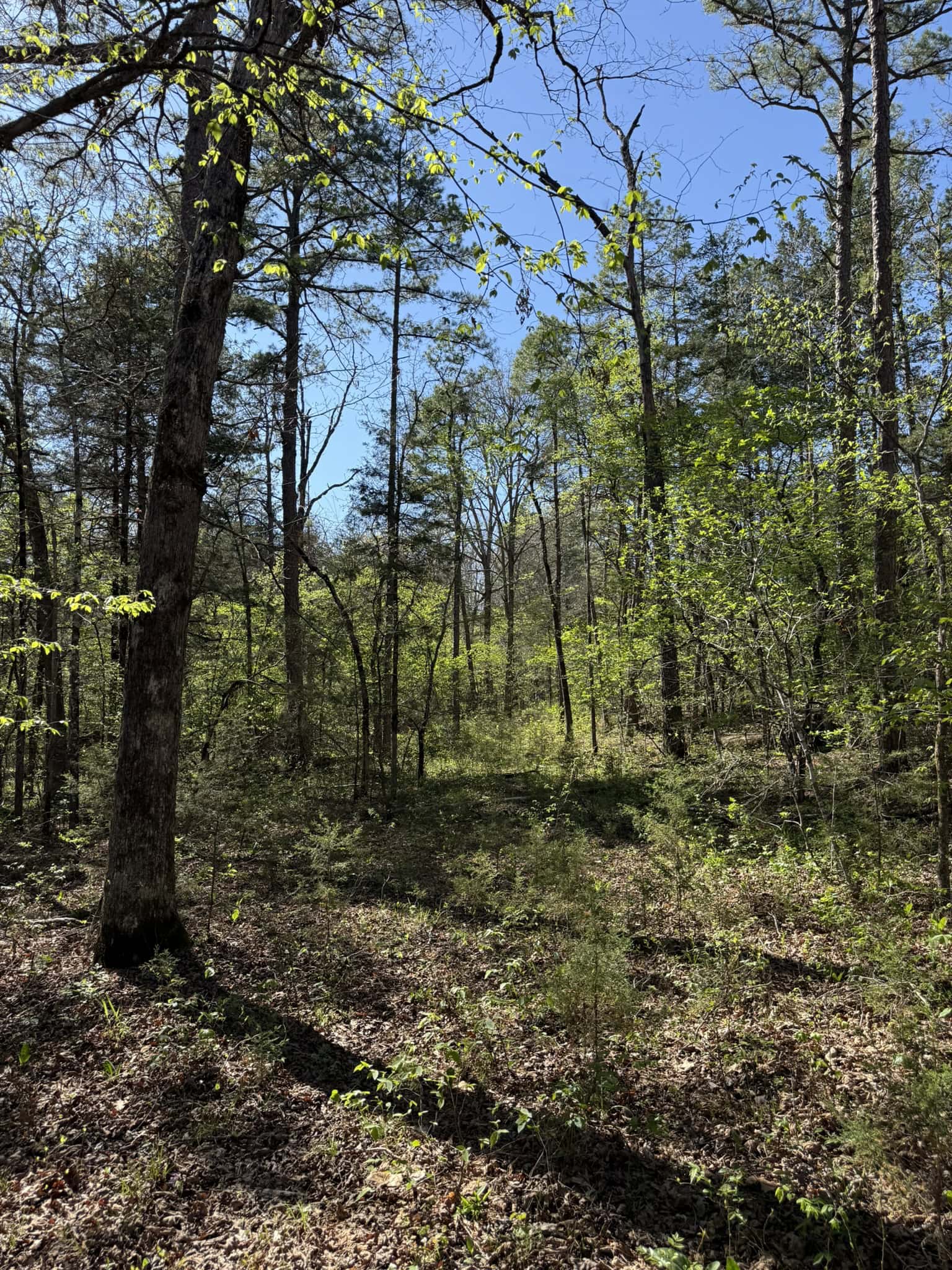 HUNTING AND RECREATIONAL LAND FOR SALE IN NORTH CENTRAL ARKANSAS