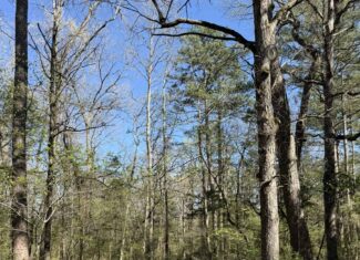 HUNTING AND RECREATIONAL LAND FOR SALE IN NORTH CENTRAL ARKANSAS