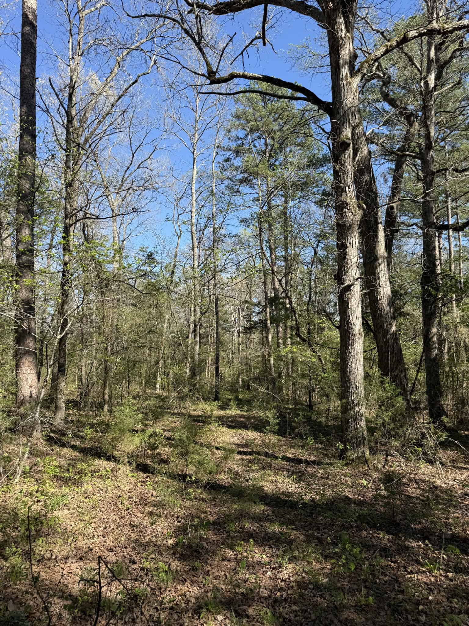 HUNTING AND RECREATIONAL LAND FOR SALE IN NORTH CENTRAL ARKANSAS