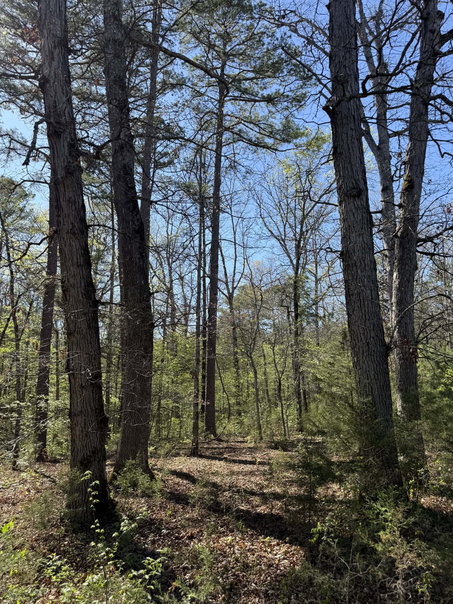 HUNTING AND RECREATIONAL LAND FOR SALE IN NORTH CENTRAL ARKANSAS