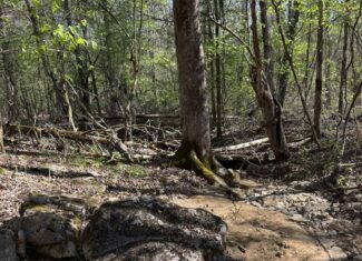 HUNTING AND RECREATIONAL LAND FOR SALE IN NORTH CENTRAL ARKANSAS