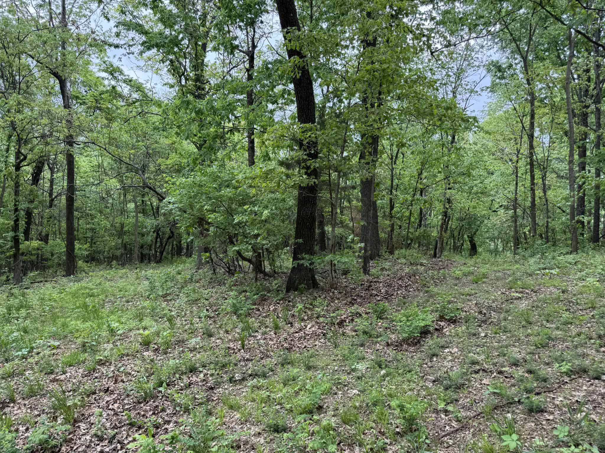 HUNTING AND RECREATIONAL LAND FOR SALE IN ARKANSAS OZARKS