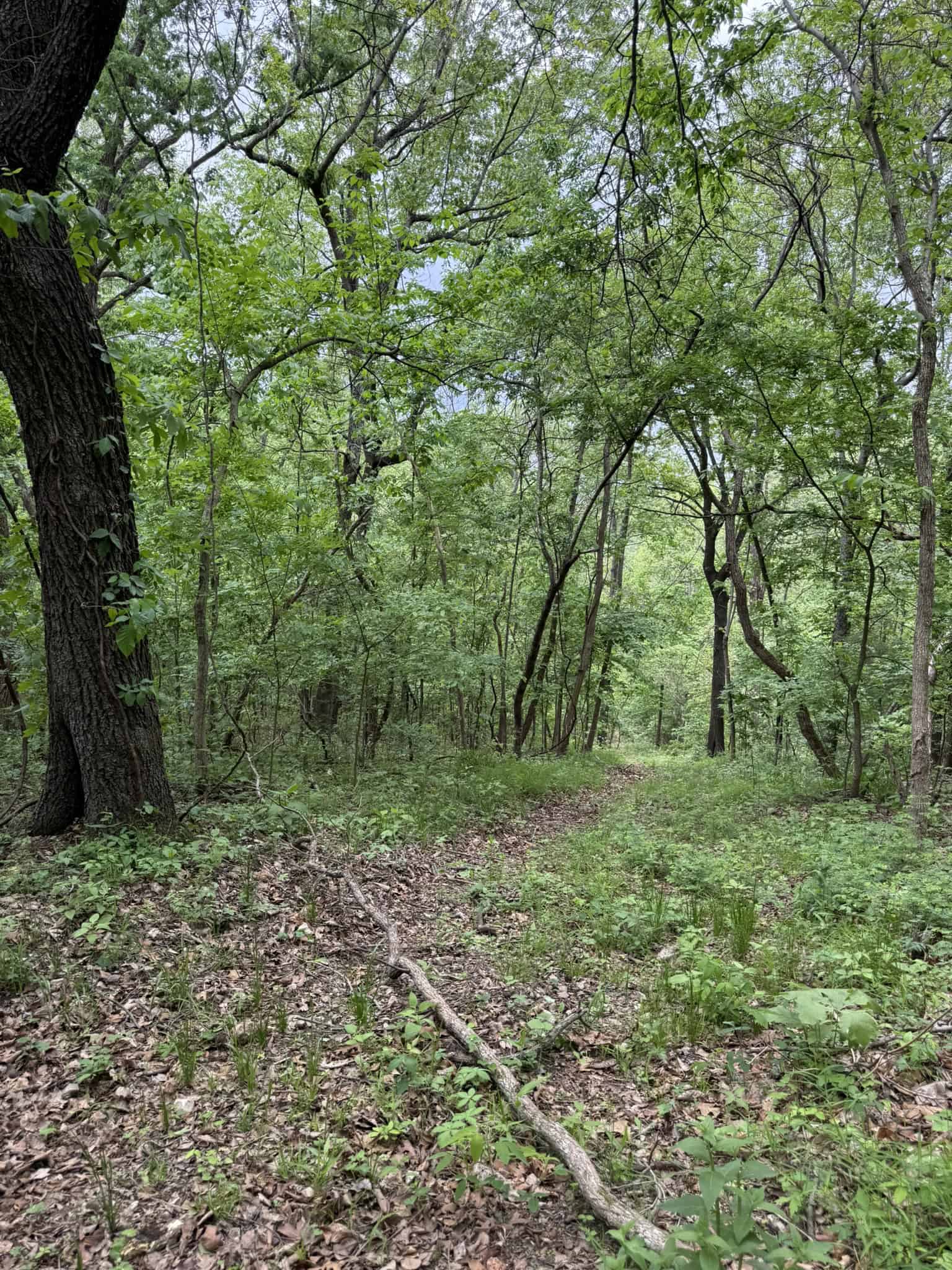 HUNTING AND RECREATIONAL LAND FOR SALE IN ARKANSAS OZARKS