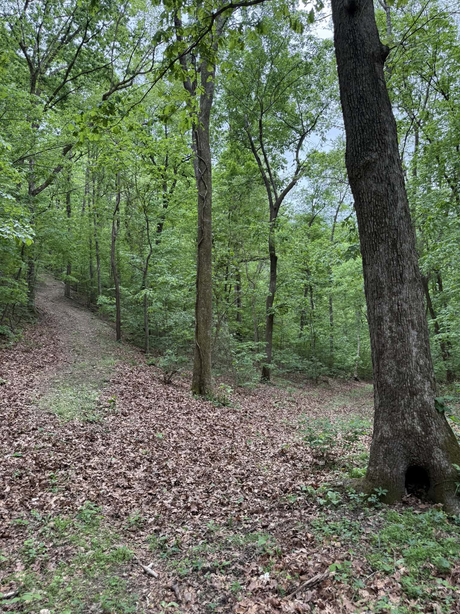 HUNTING AND RECREATIONAL LAND FOR SALE IN ARKANSAS OZARKS