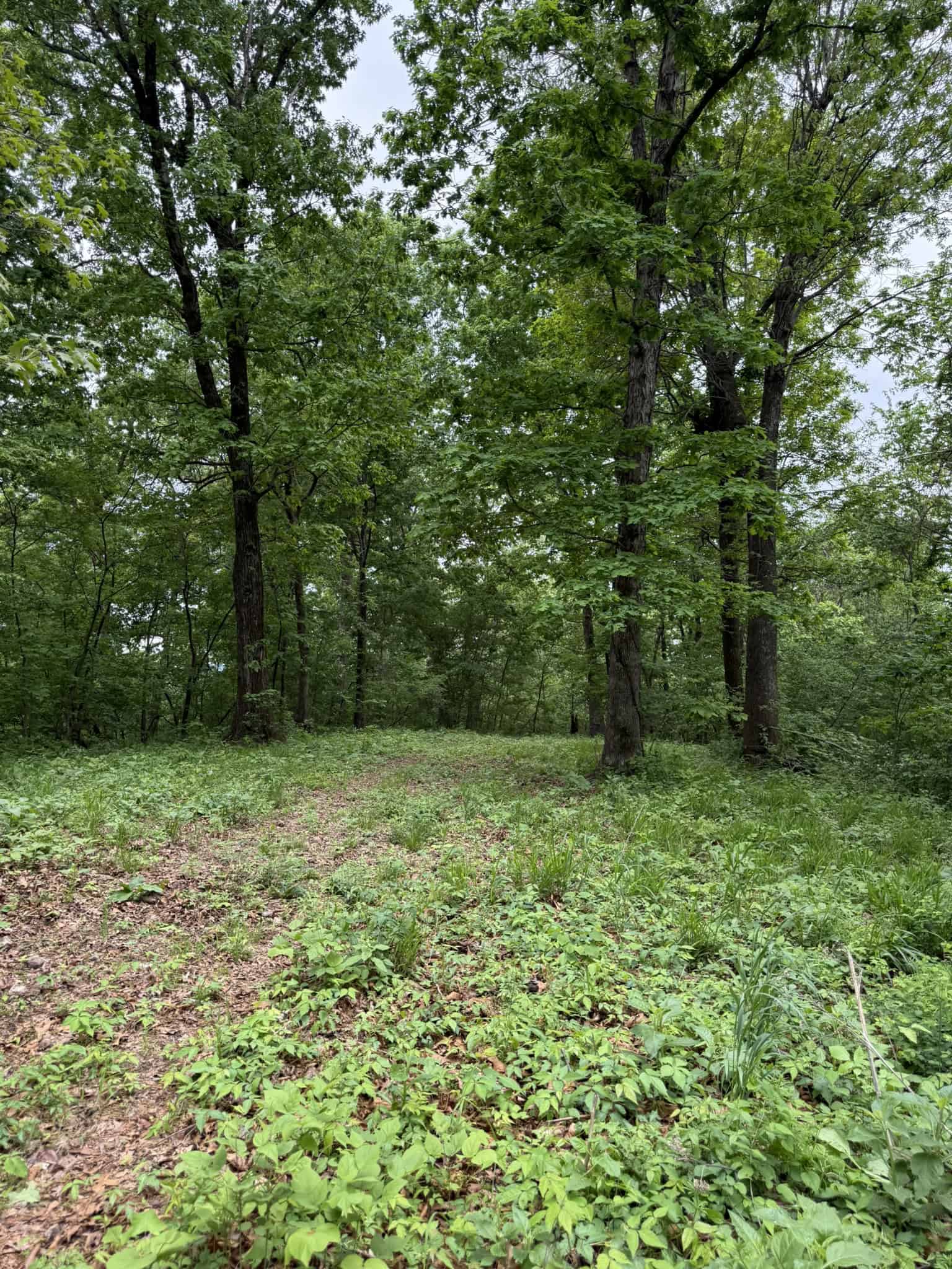 HUNTING AND RECREATIONAL LAND FOR SALE IN ARKANSAS OZARKS