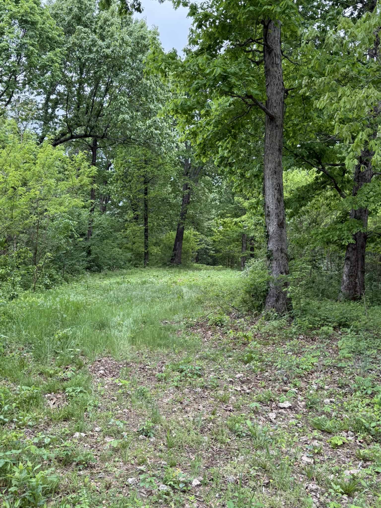 HUNTING AND RECREATIONAL LAND FOR SALE IN ARKANSAS OZARKS