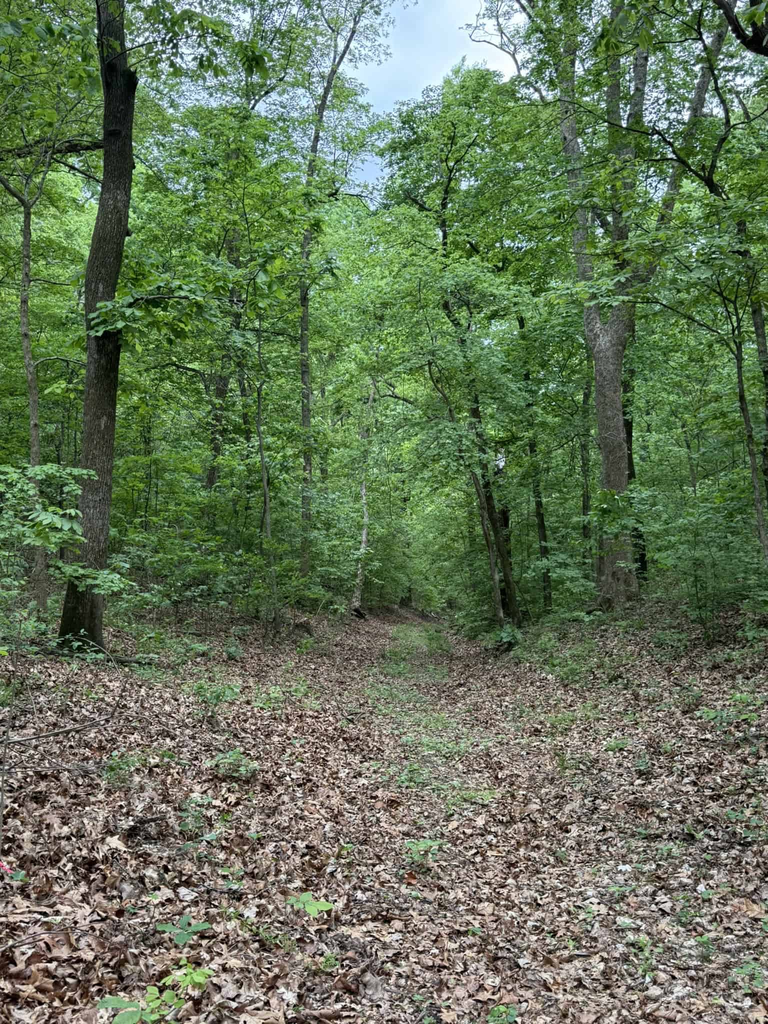 HUNTING AND RECREATIONAL LAND FOR SALE IN ARKANSAS OZARKS