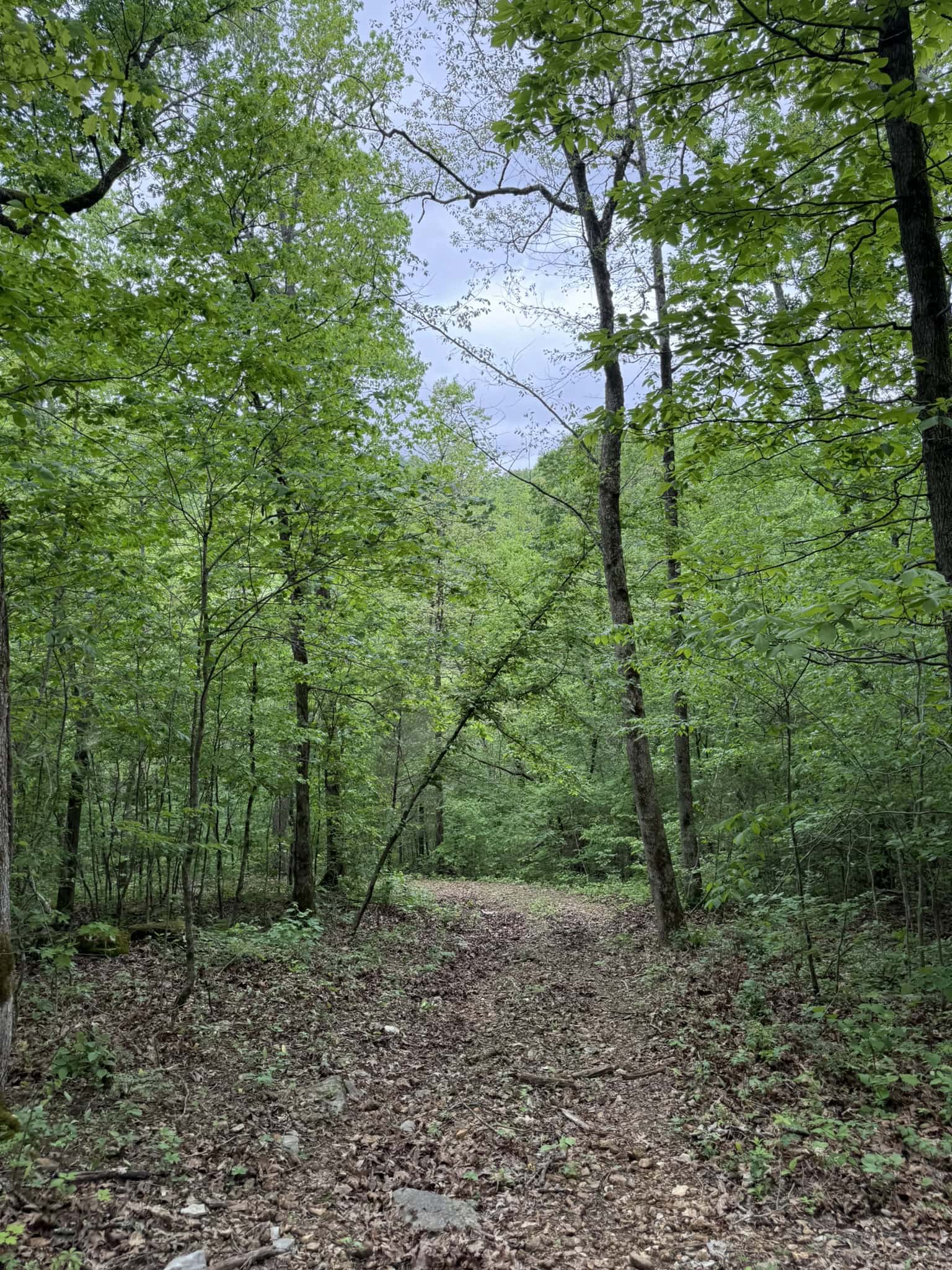 HUNTING AND RECREATIONAL LAND FOR SALE IN ARKANSAS OZARKS