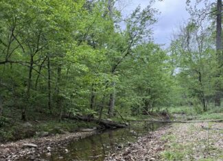 HUNTING AND RECREATIONAL LAND FOR SALE IN ARKANSAS OZARKS