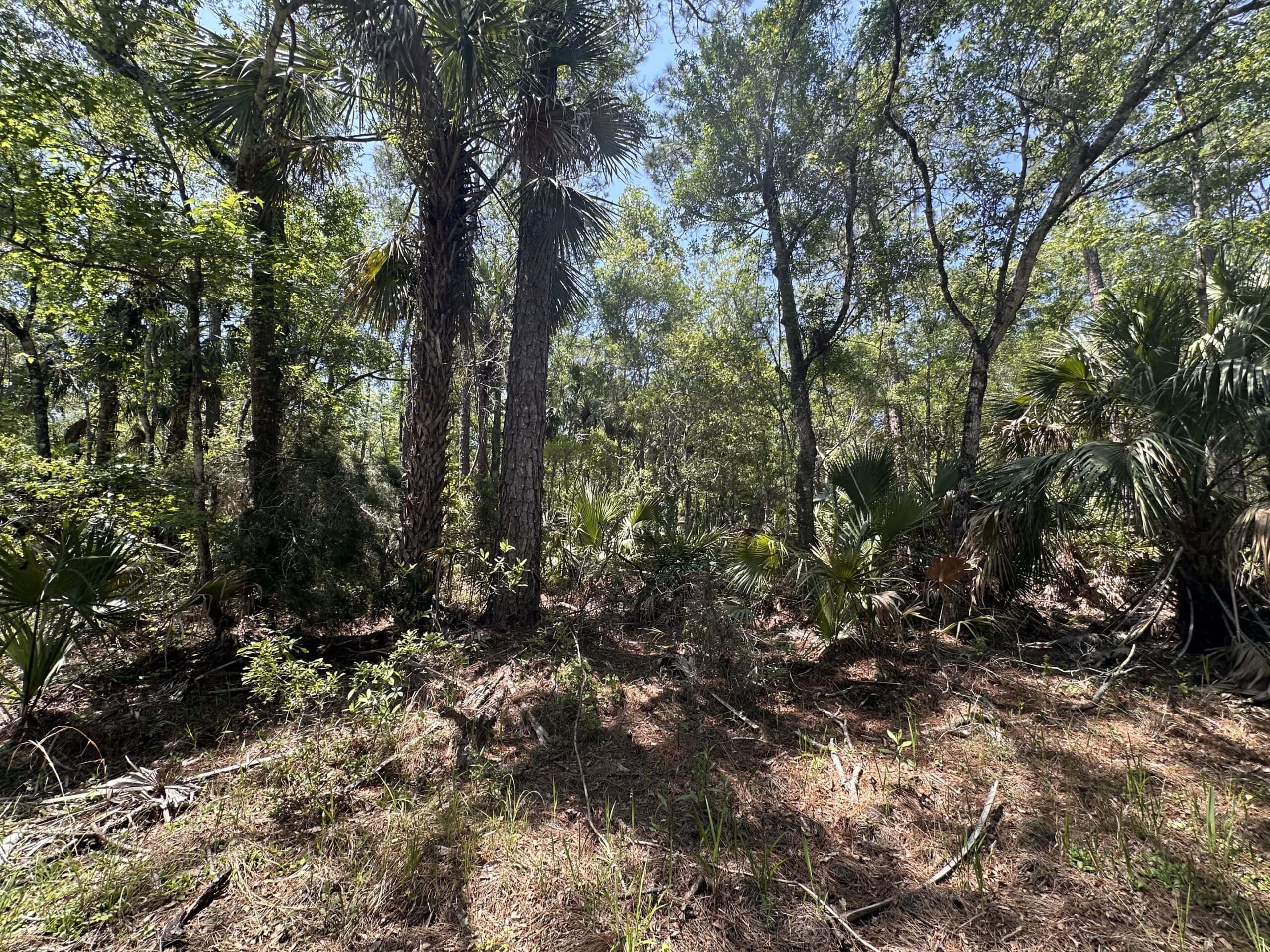 Hunting Tracts Near Suwannee River | Levy County | 40-192 Acres