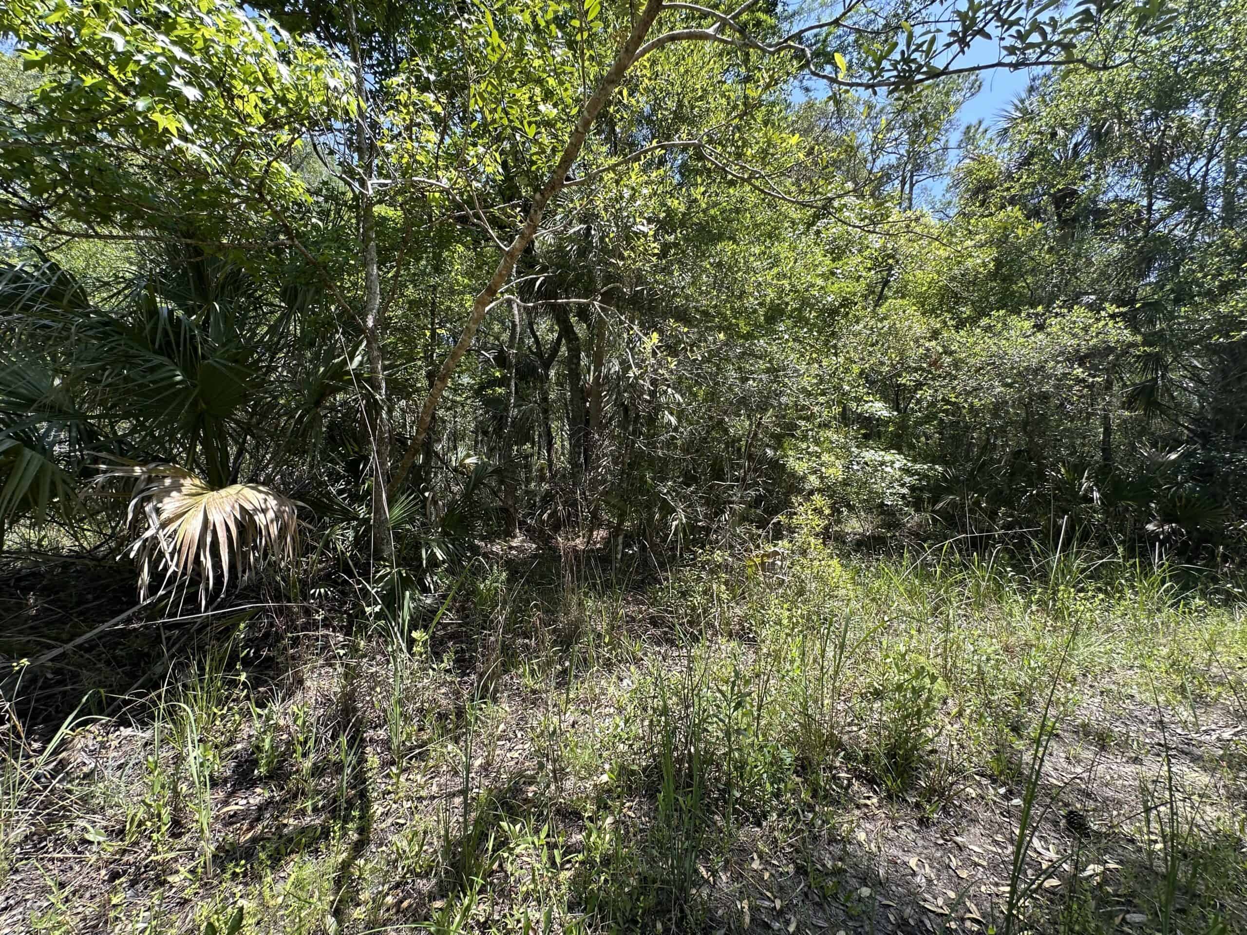Hunting Tracts Near Suwannee River | Levy County | 40-192 Acres