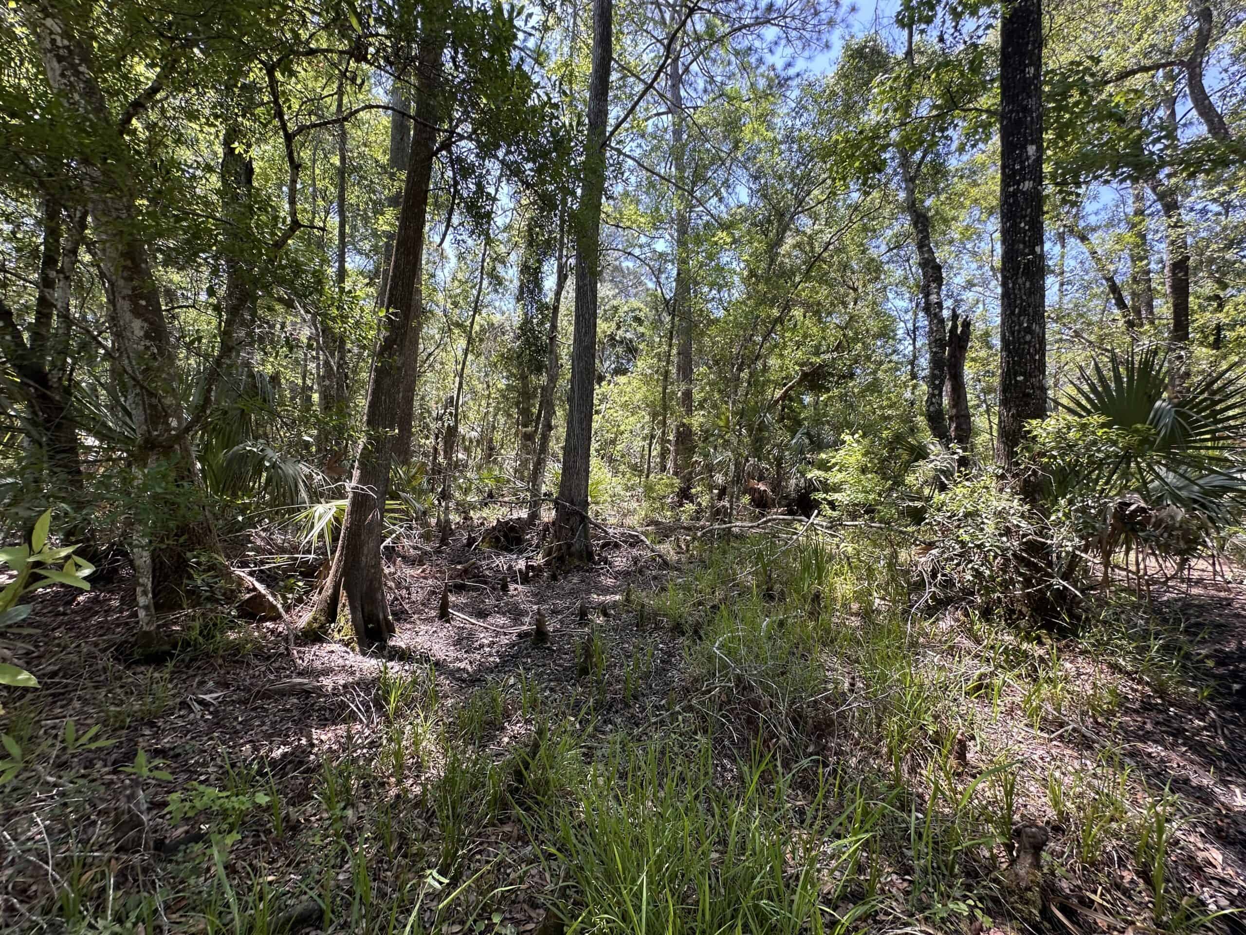 Hunting Tracts Near Suwannee River | Levy County | 40-192 Acres