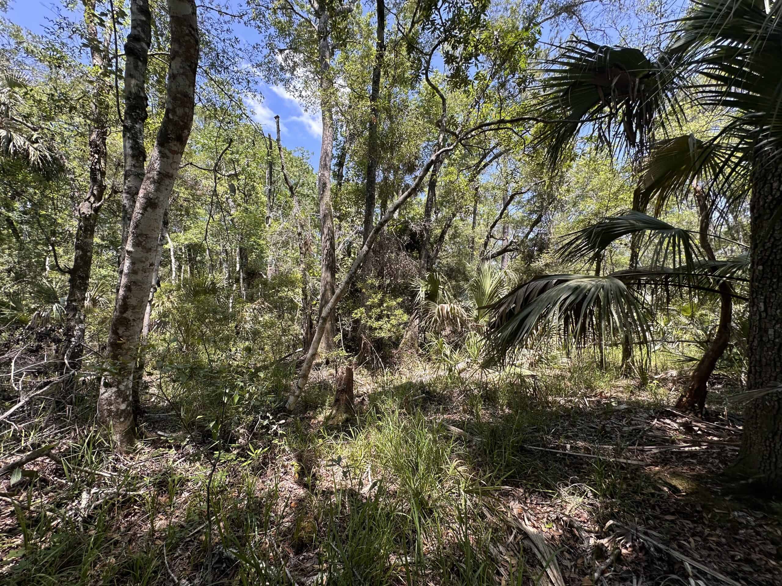 Hunting Tracts Near Suwannee River | Levy County | 40-192 Acres