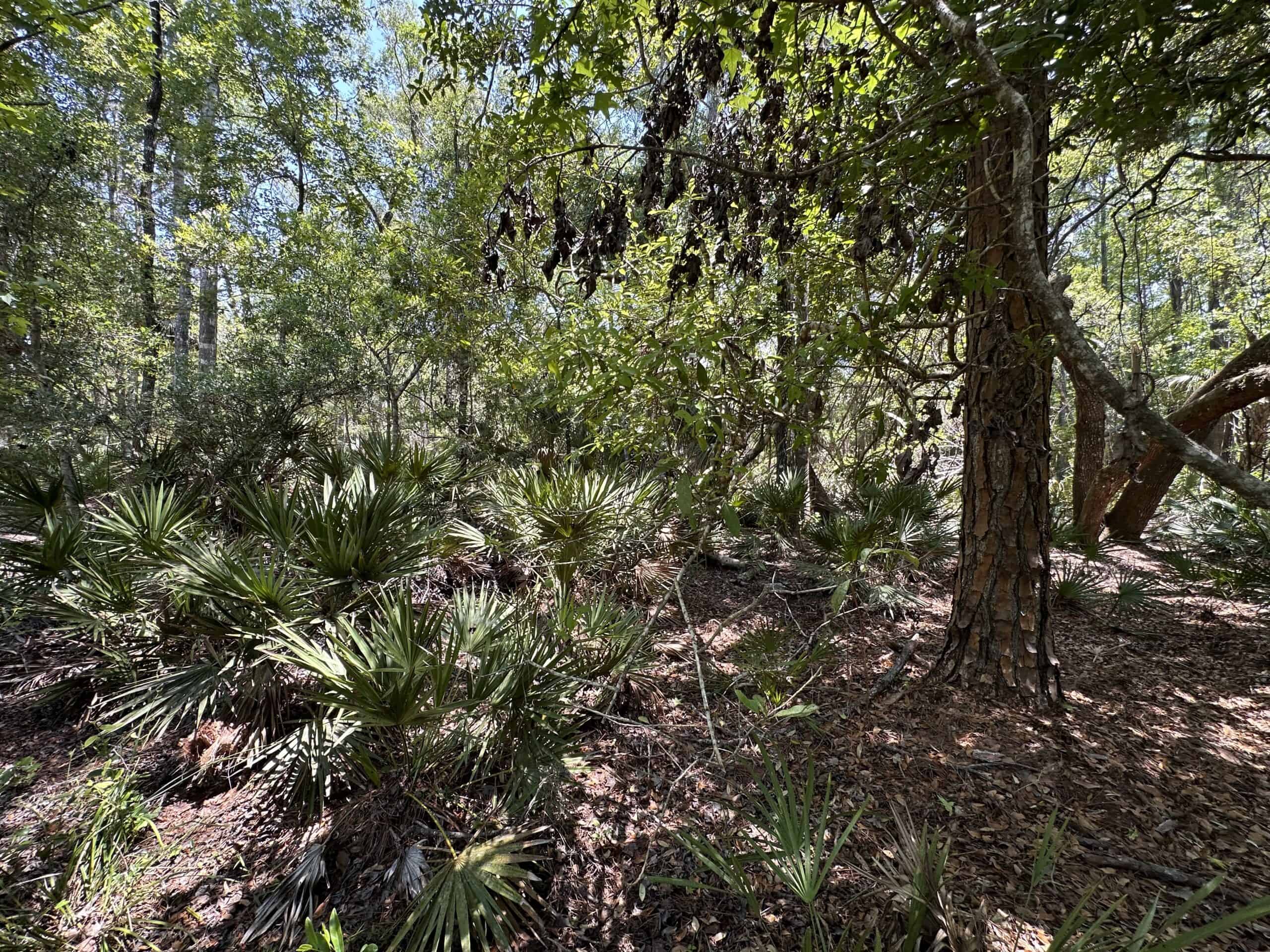 Hunting Tracts Near Suwannee River | Levy County | 40-192 Acres