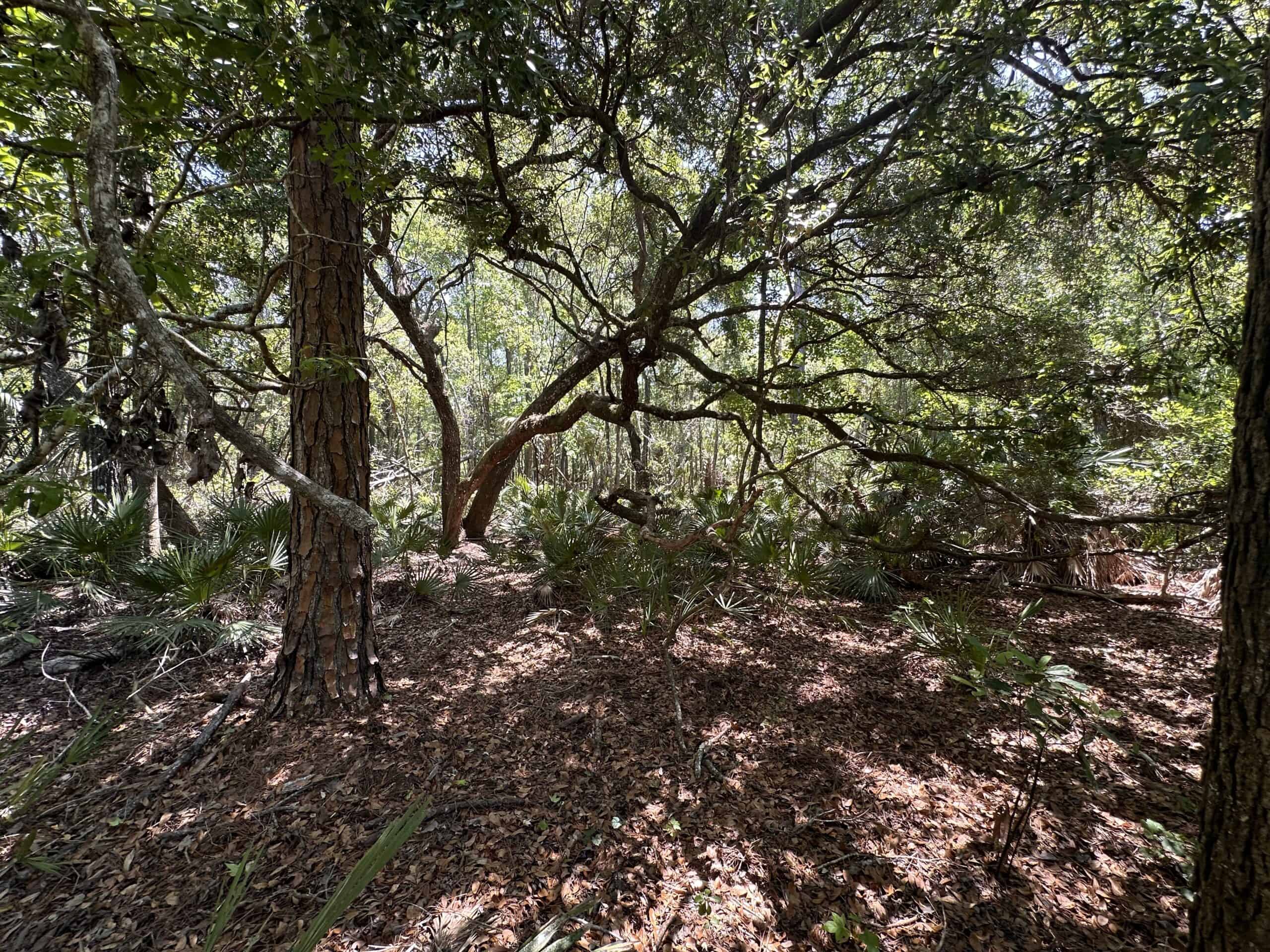 Hunting Tracts Near Suwannee River | Levy County | 40-192 Acres