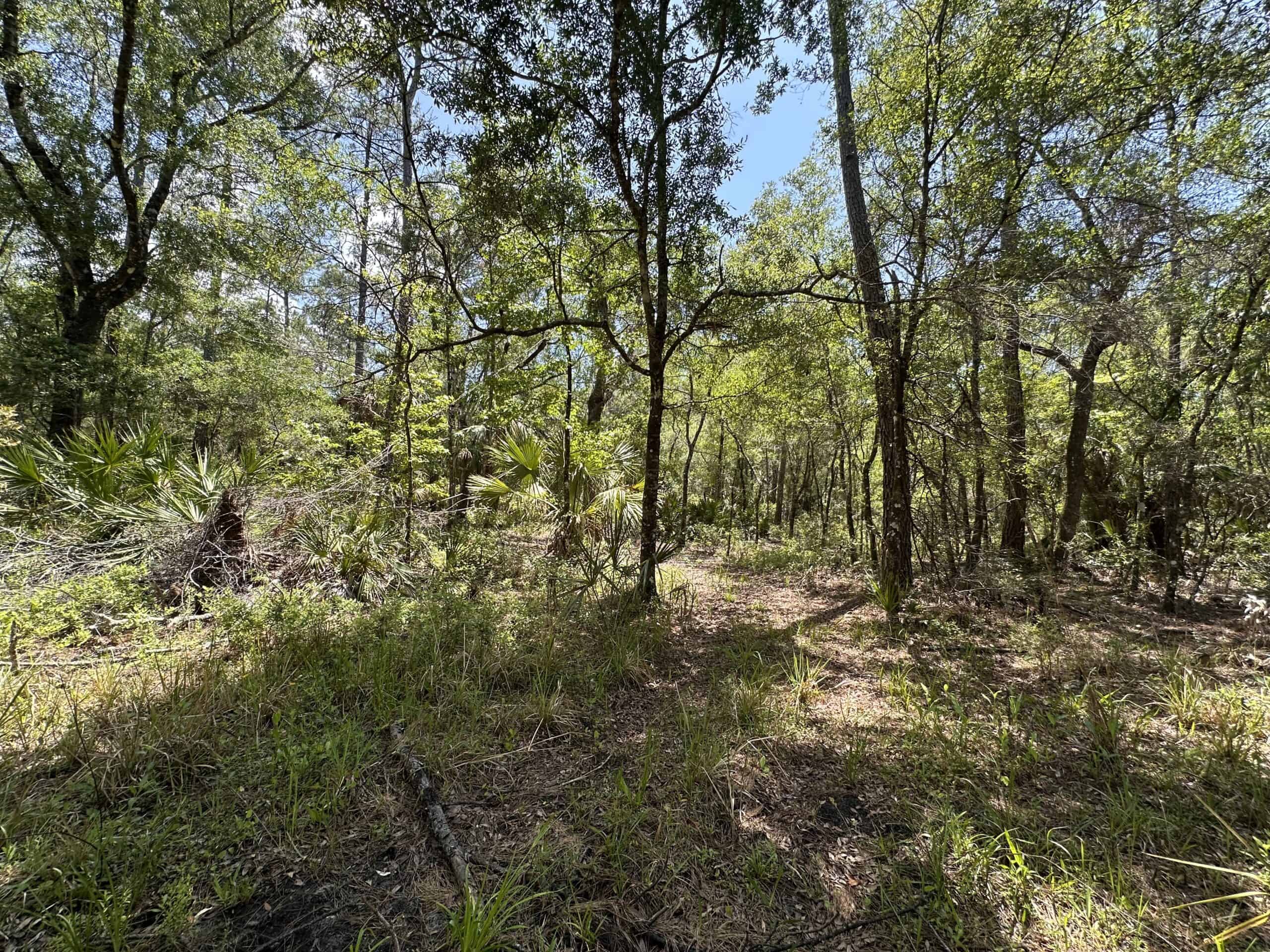 Hunting Tracts Near Suwannee River | Levy County | 40-192 Acres
