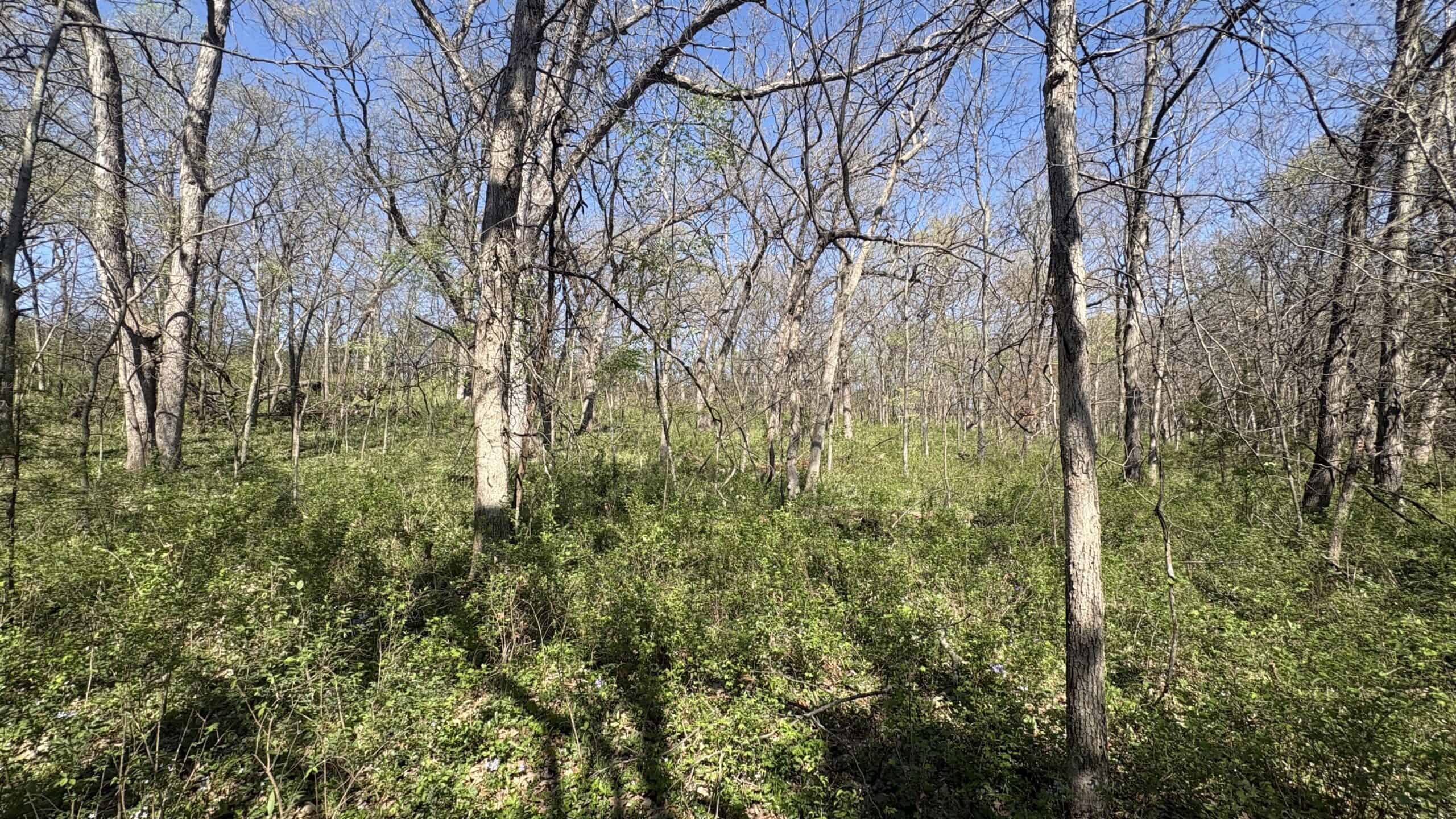 Hunting, Row Crop & CRP near Eagleville, MO