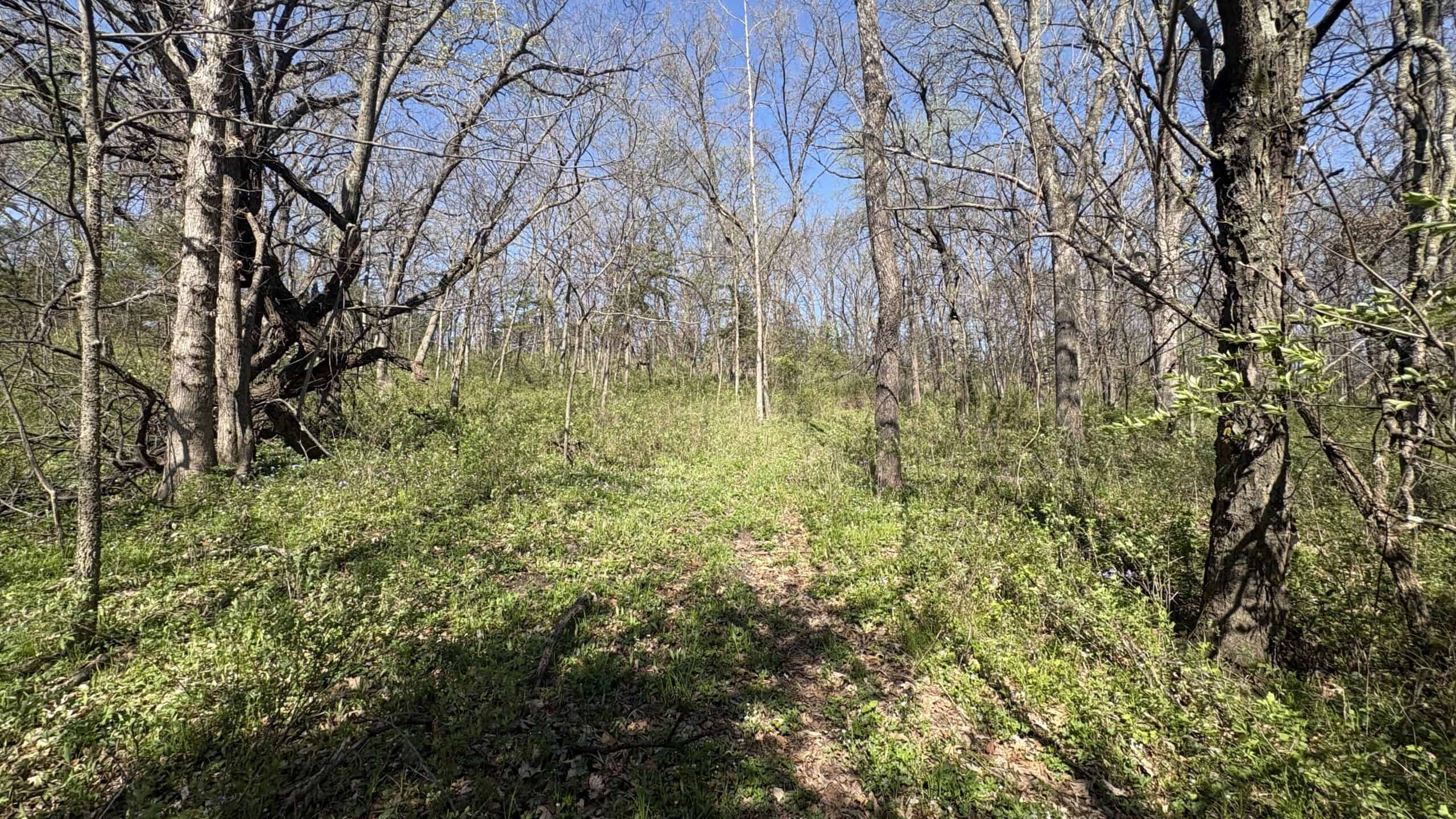 Hunting, Row Crop & CRP near Eagleville, MO