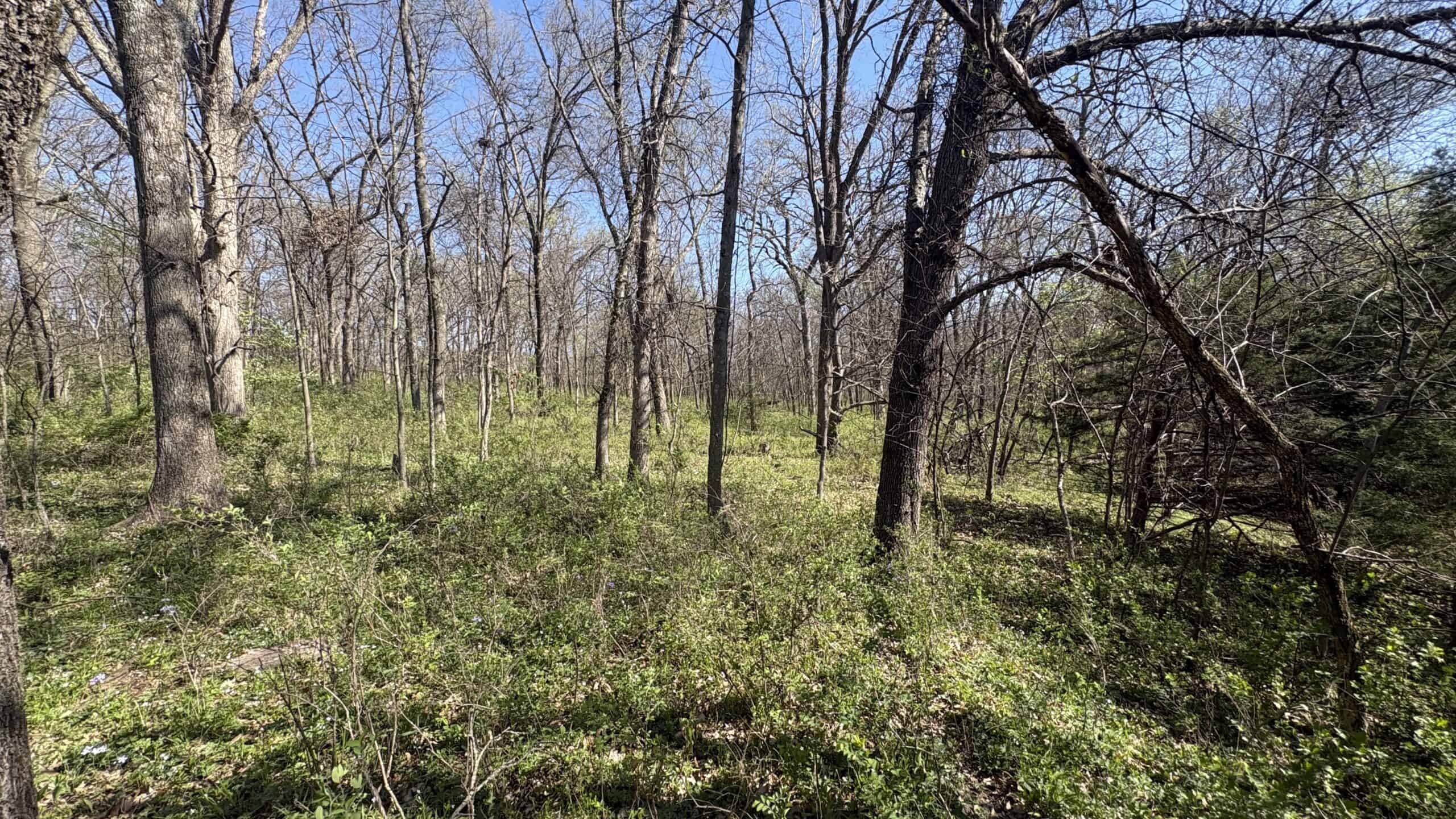 Hunting, Row Crop & CRP near Eagleville, MO