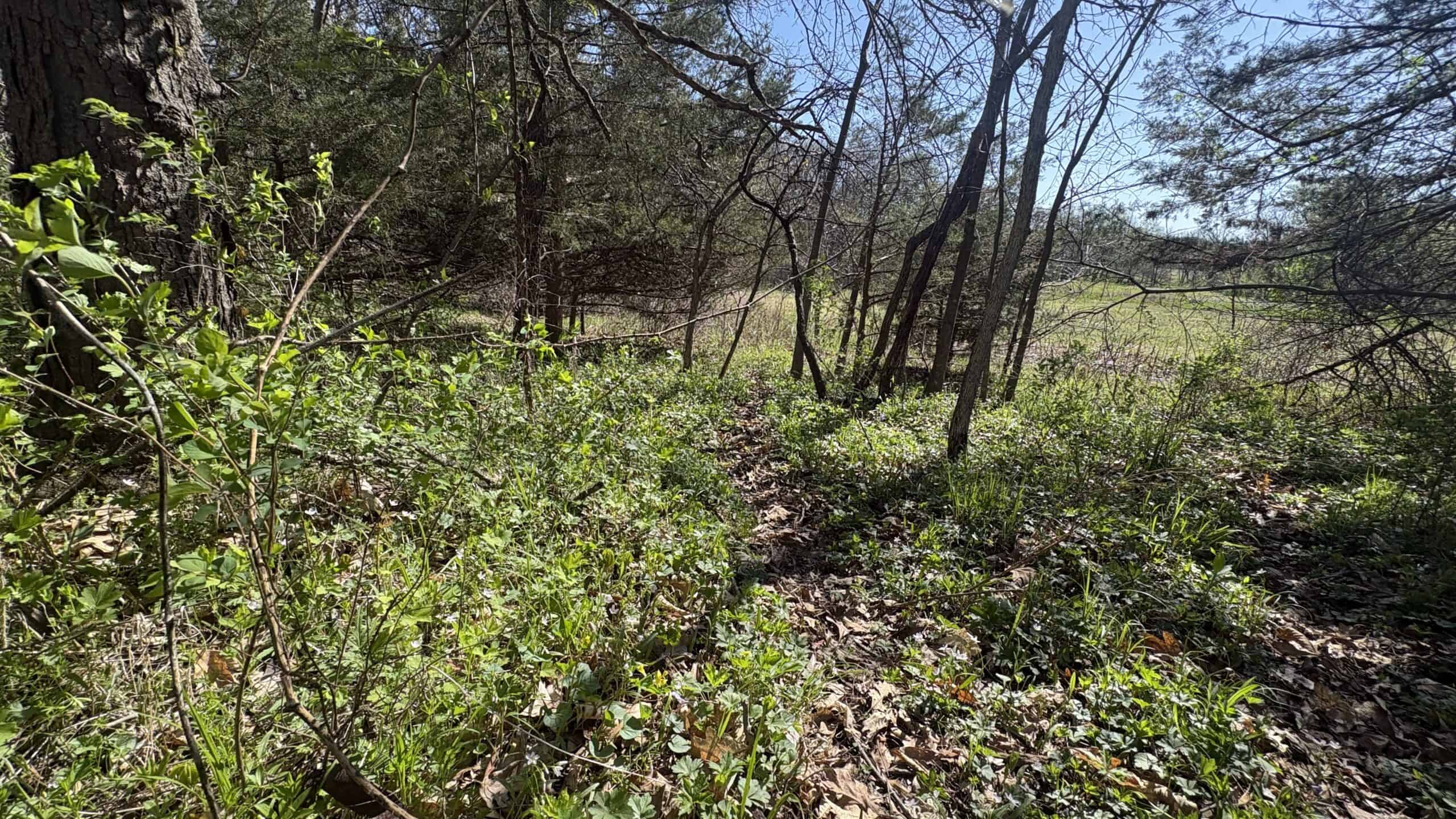 Hunting, Row Crop & CRP near Eagleville, MO